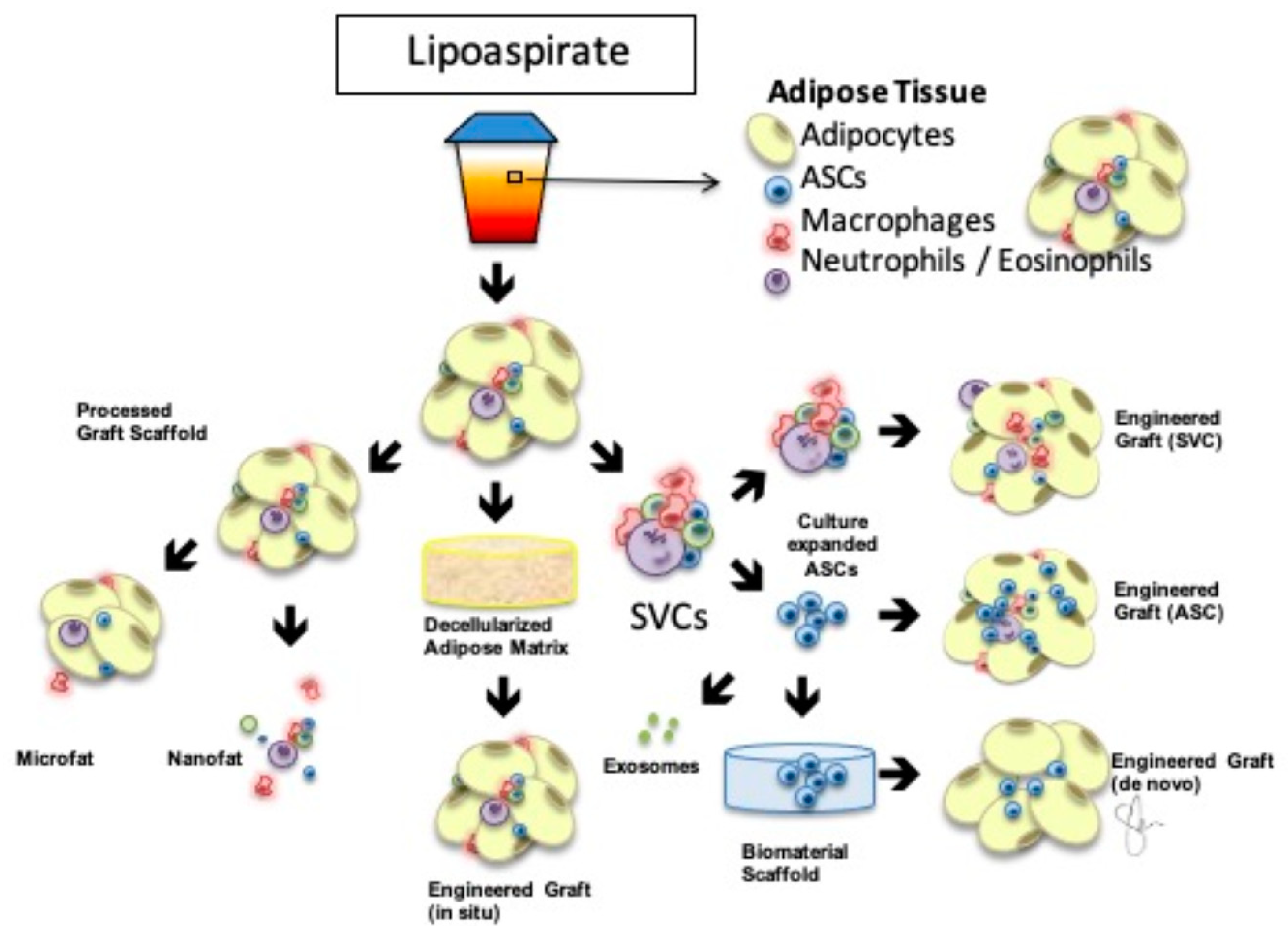 Bioengineering 10 00742 g001