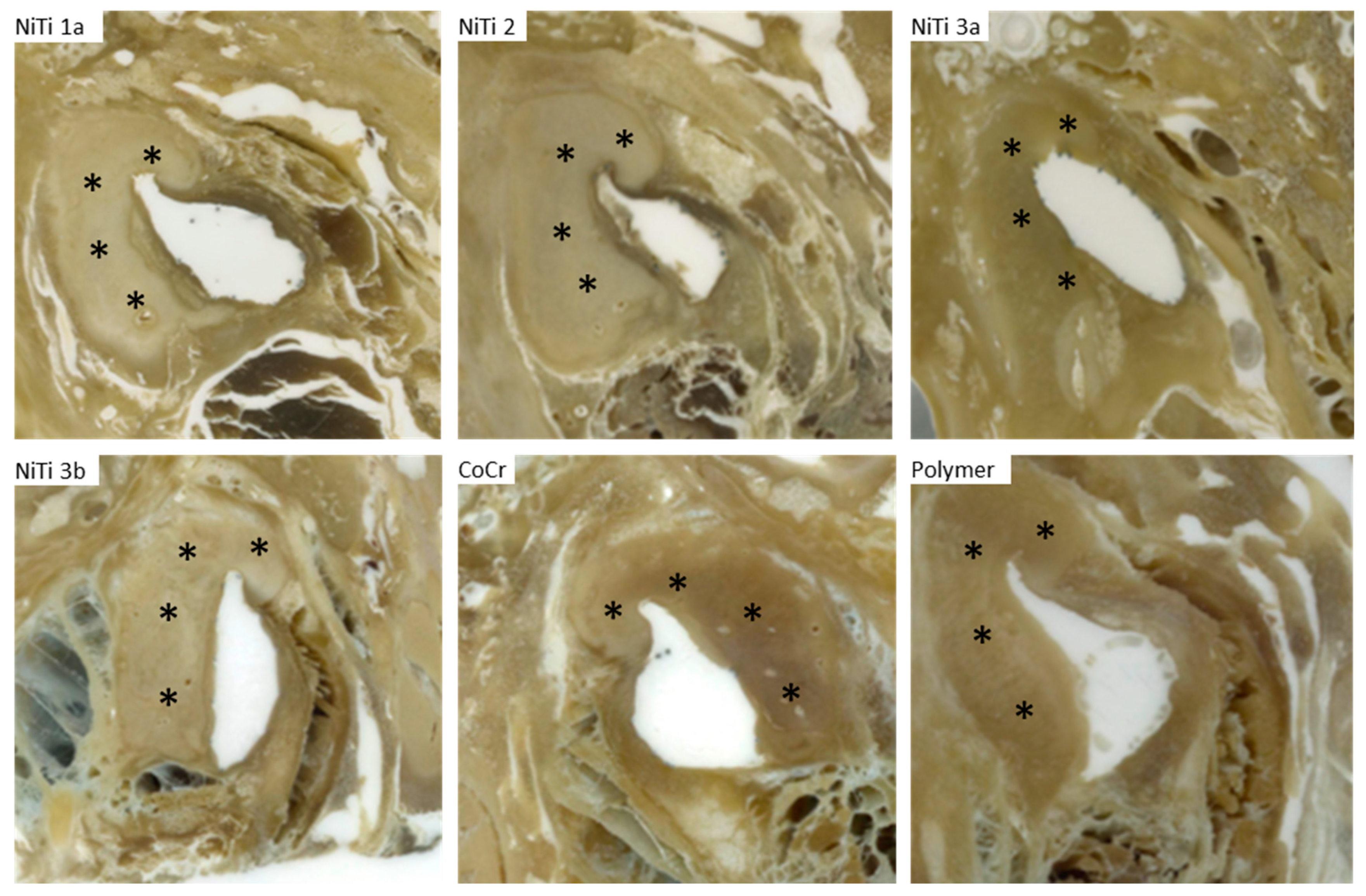 Bioengineering 10 00743 g008
