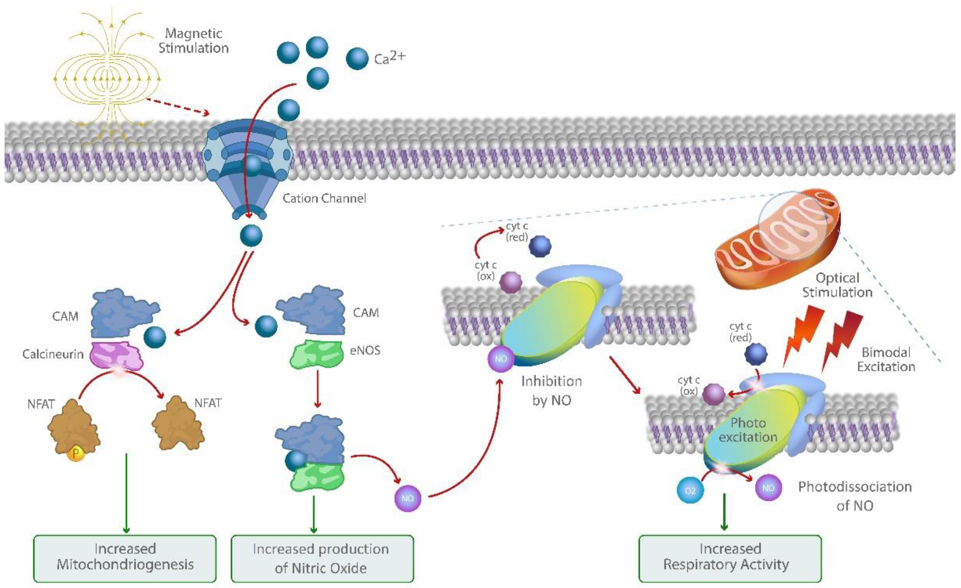 Bioengineering 10 00750 g001