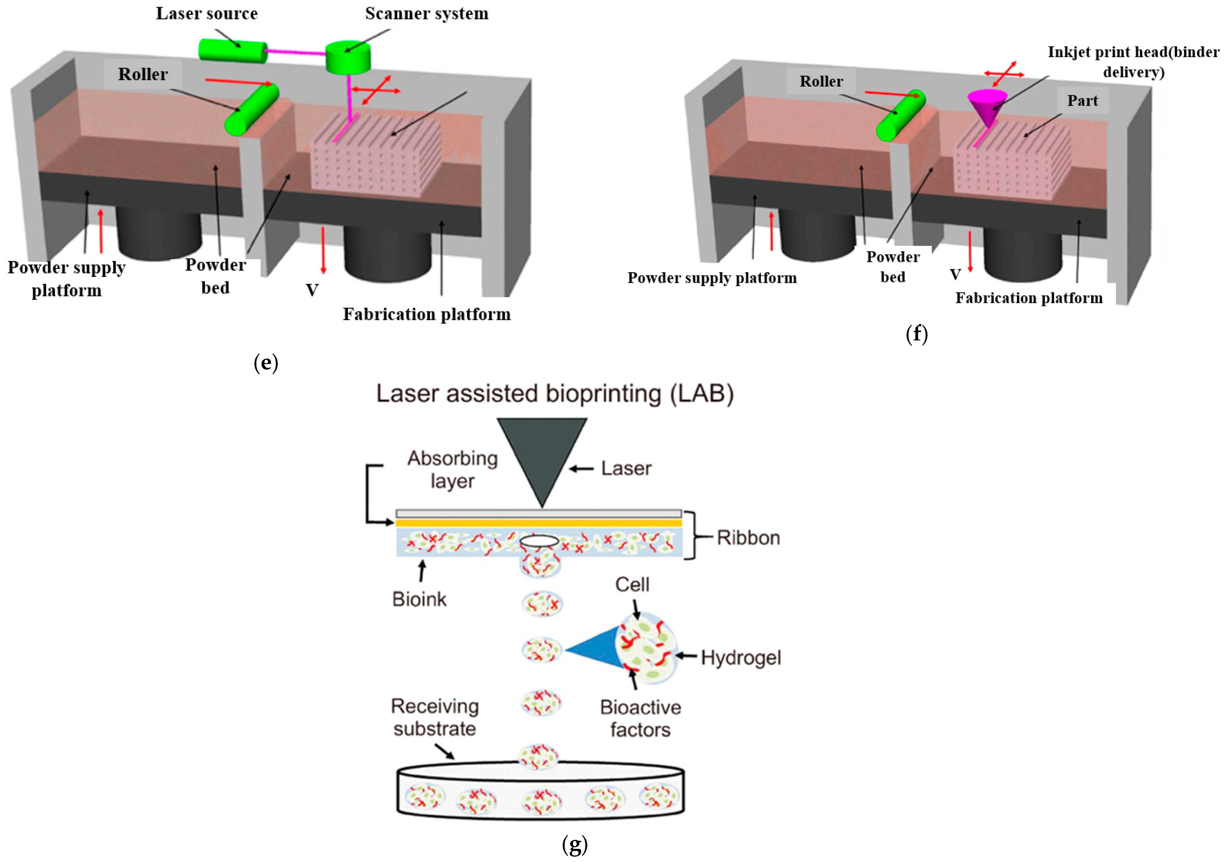 Bioengineering 10 00759 g005b Bioengineering 10 00759 g005b