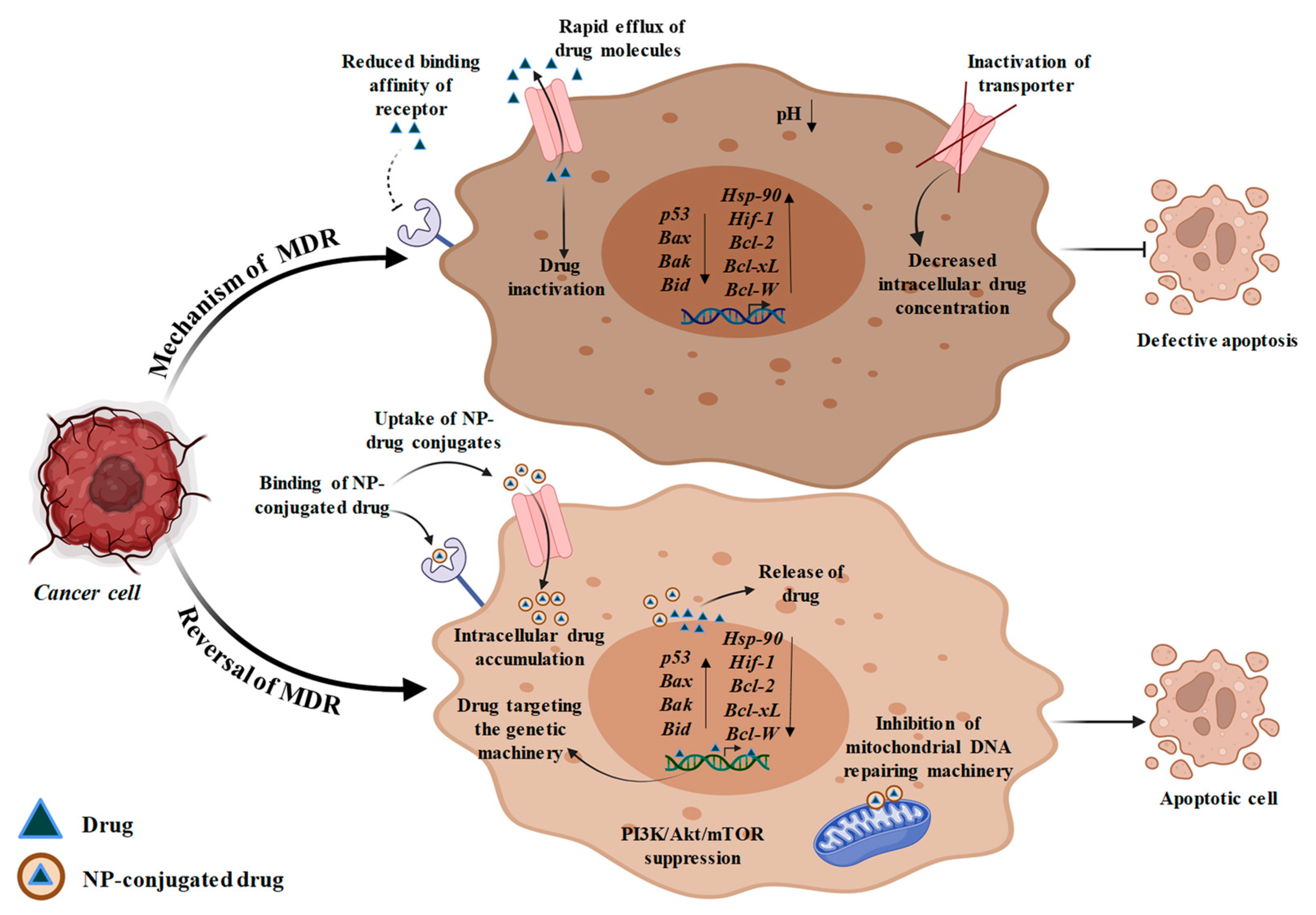 Bioengineering 10 00760 g004