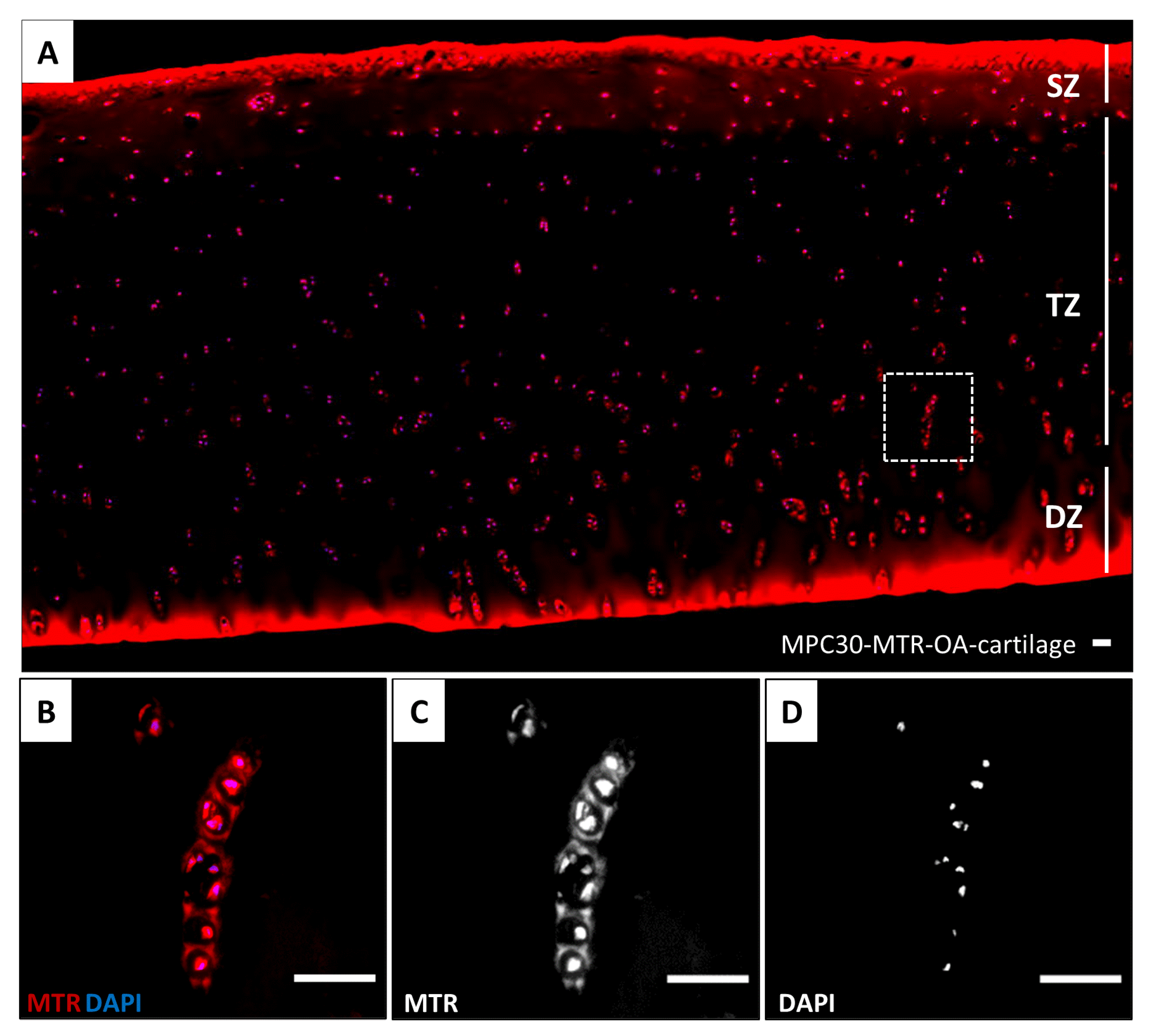 Bioengineering 10 00767 g004 Bioengineering 10 00767 g004