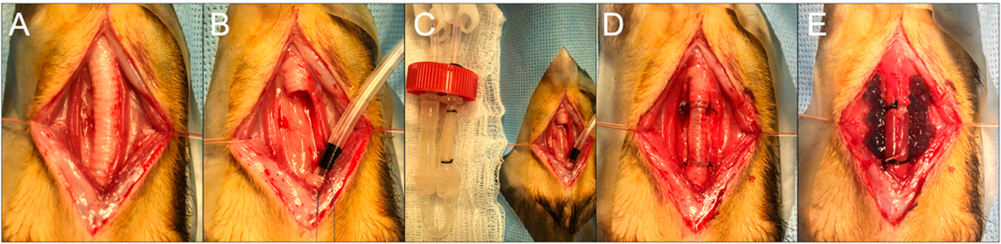 Bioengineering 10 00777 g001 Bioengineering 10 00777 g001