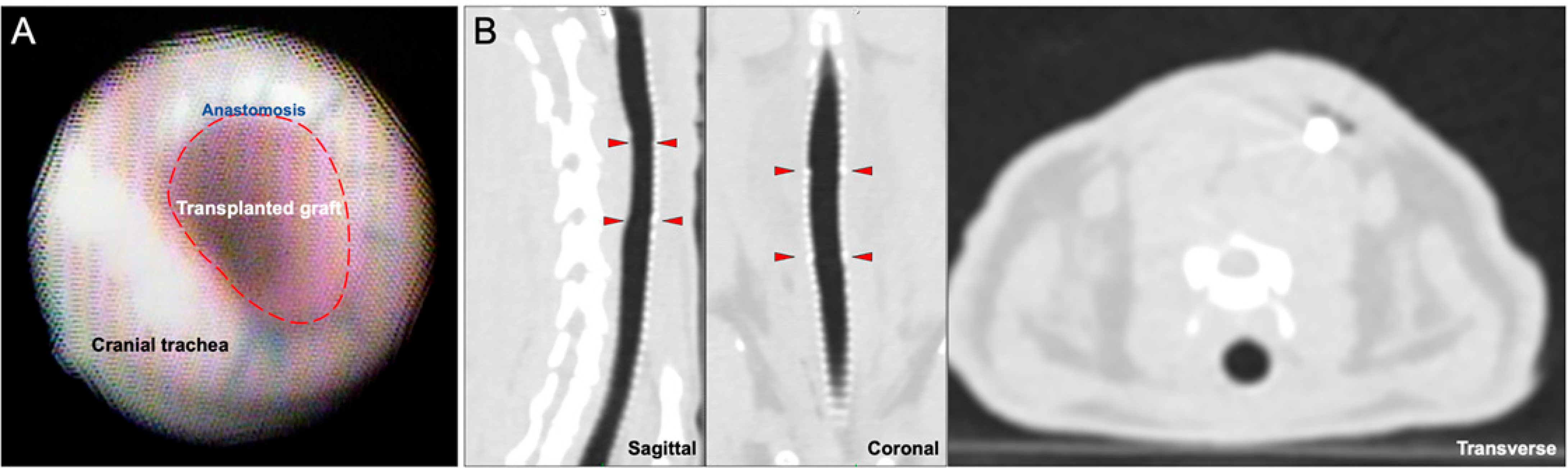 Bioengineering 10 00777 g002 Bioengineering 10 00777 g002