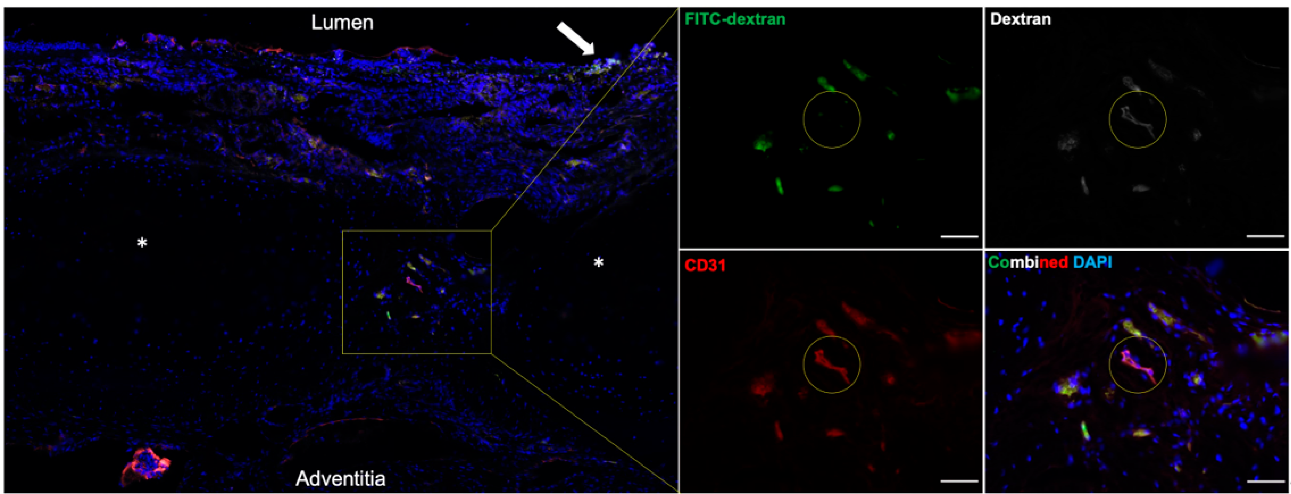 Bioengineering 10 00777 g004 Bioengineering 10 00777 g004