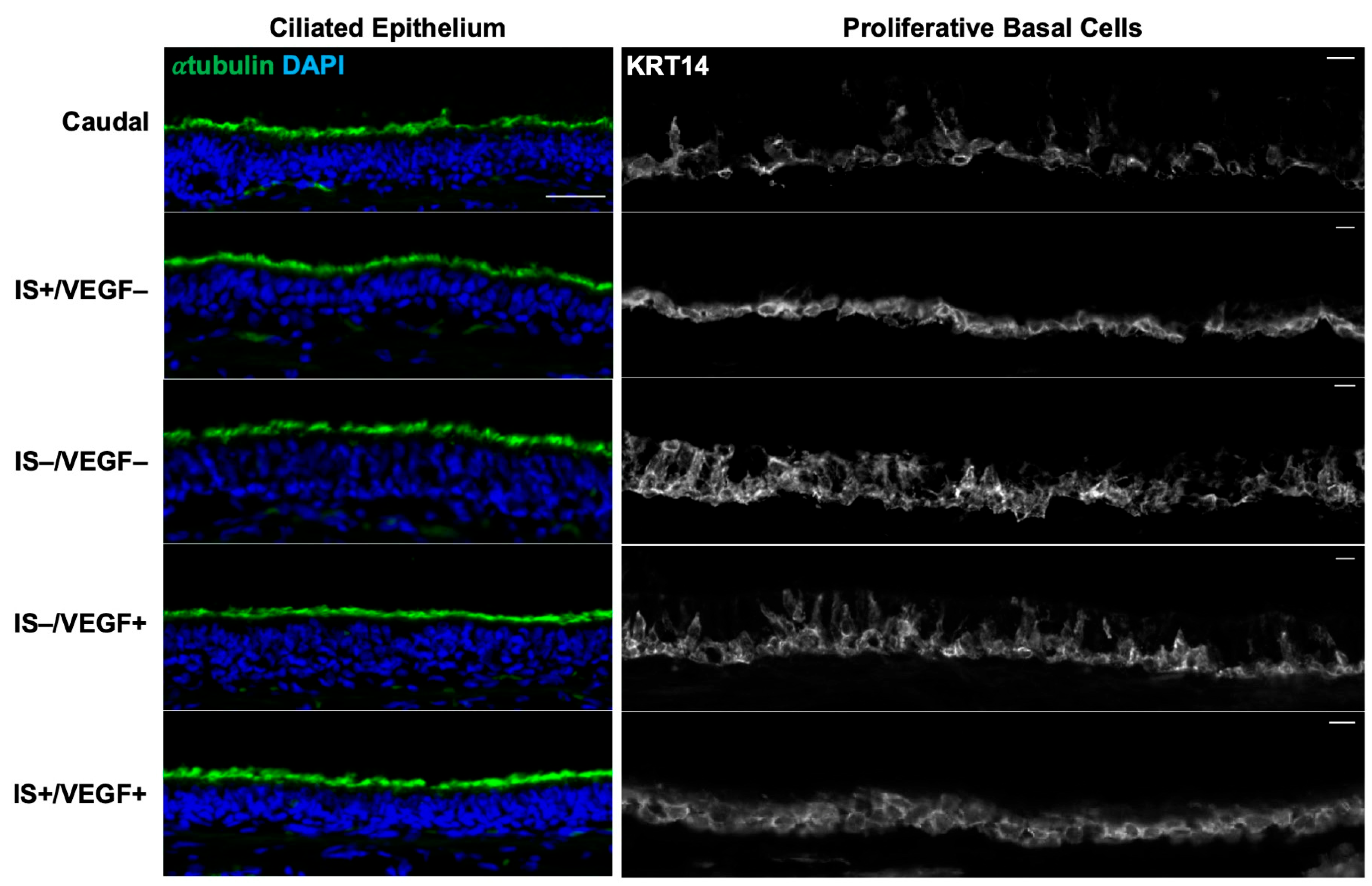 Bioengineering 10 00777 g006 Bioengineering 10 00777 g006