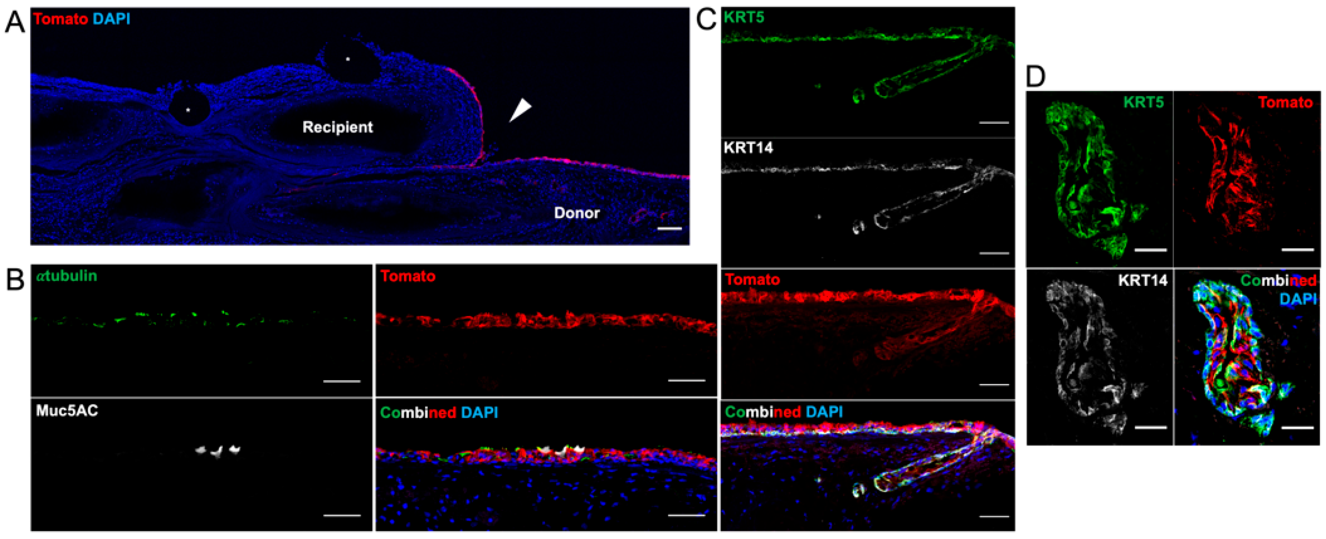 Bioengineering 10 00777 g007 Bioengineering 10 00777 g007
