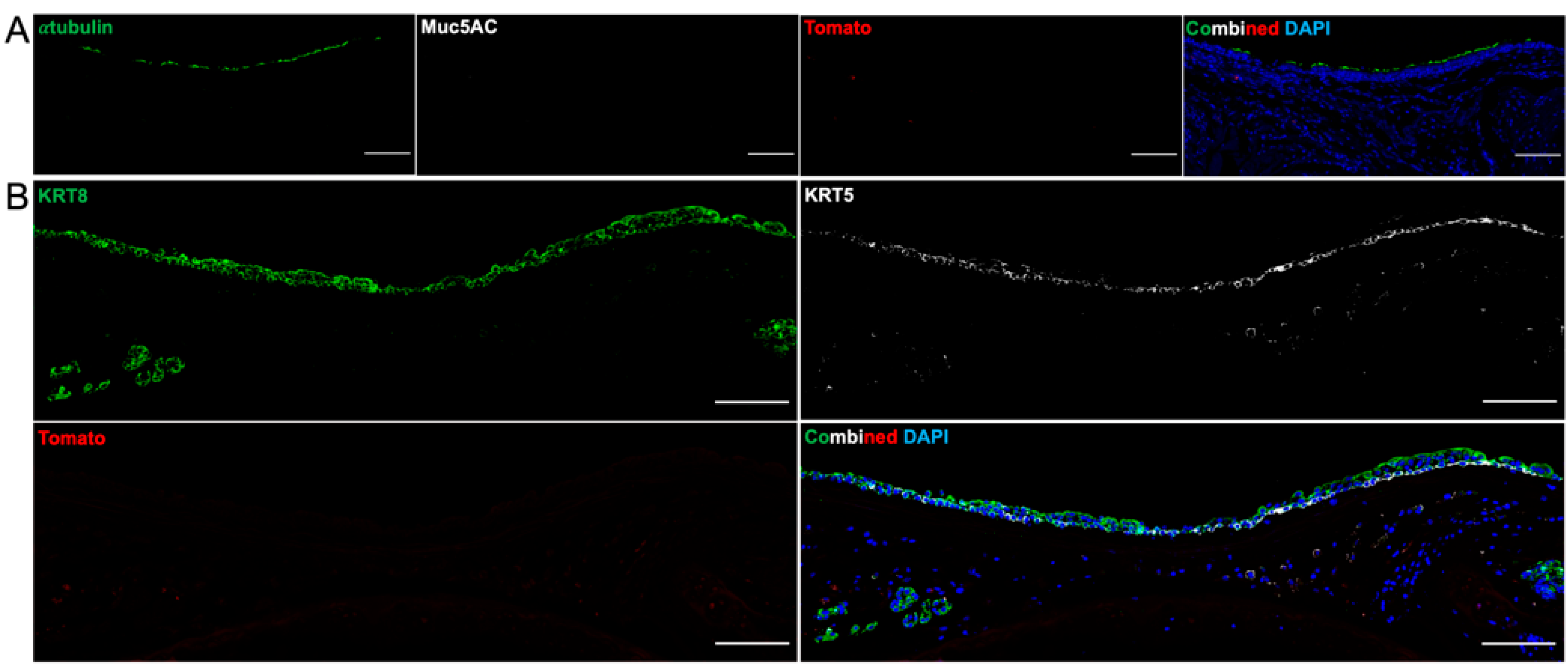 Bioengineering 10 00777 g008 Bioengineering 10 00777 g008