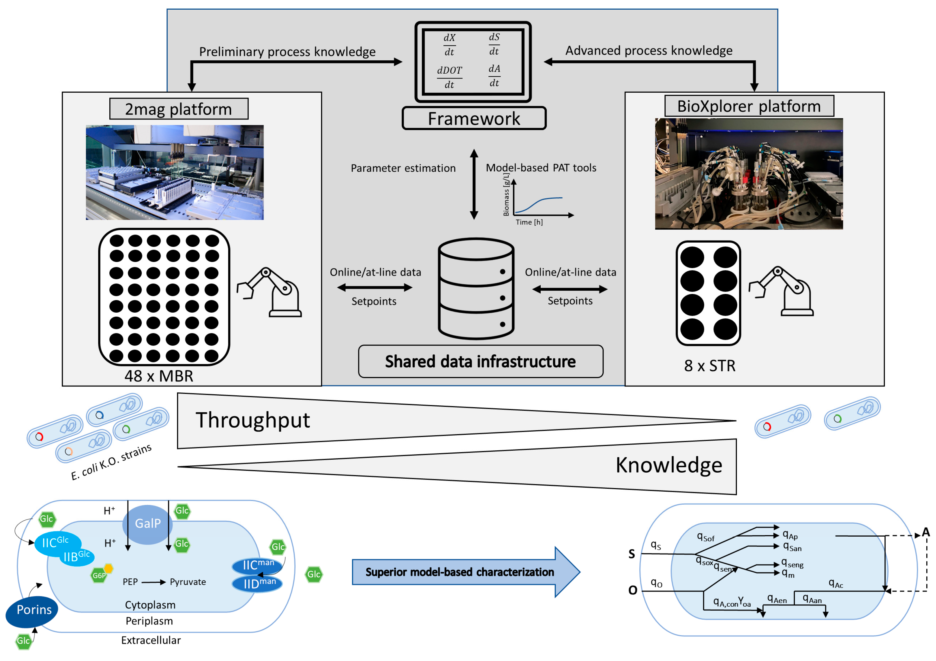 Bioengineering 10 00808 g002