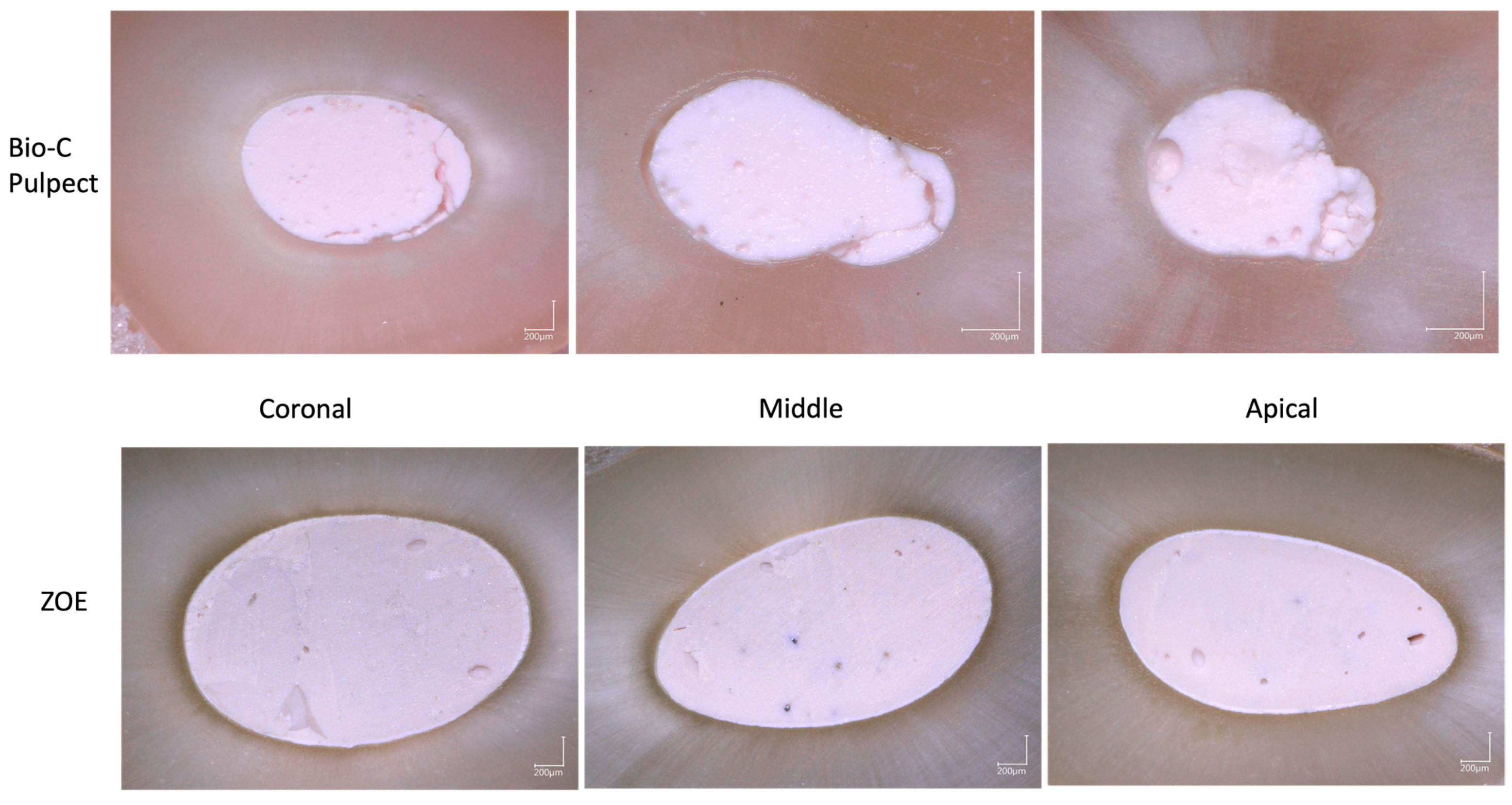 Bioengineering 10 00818 g003 Bioengineering 10 00818 g003