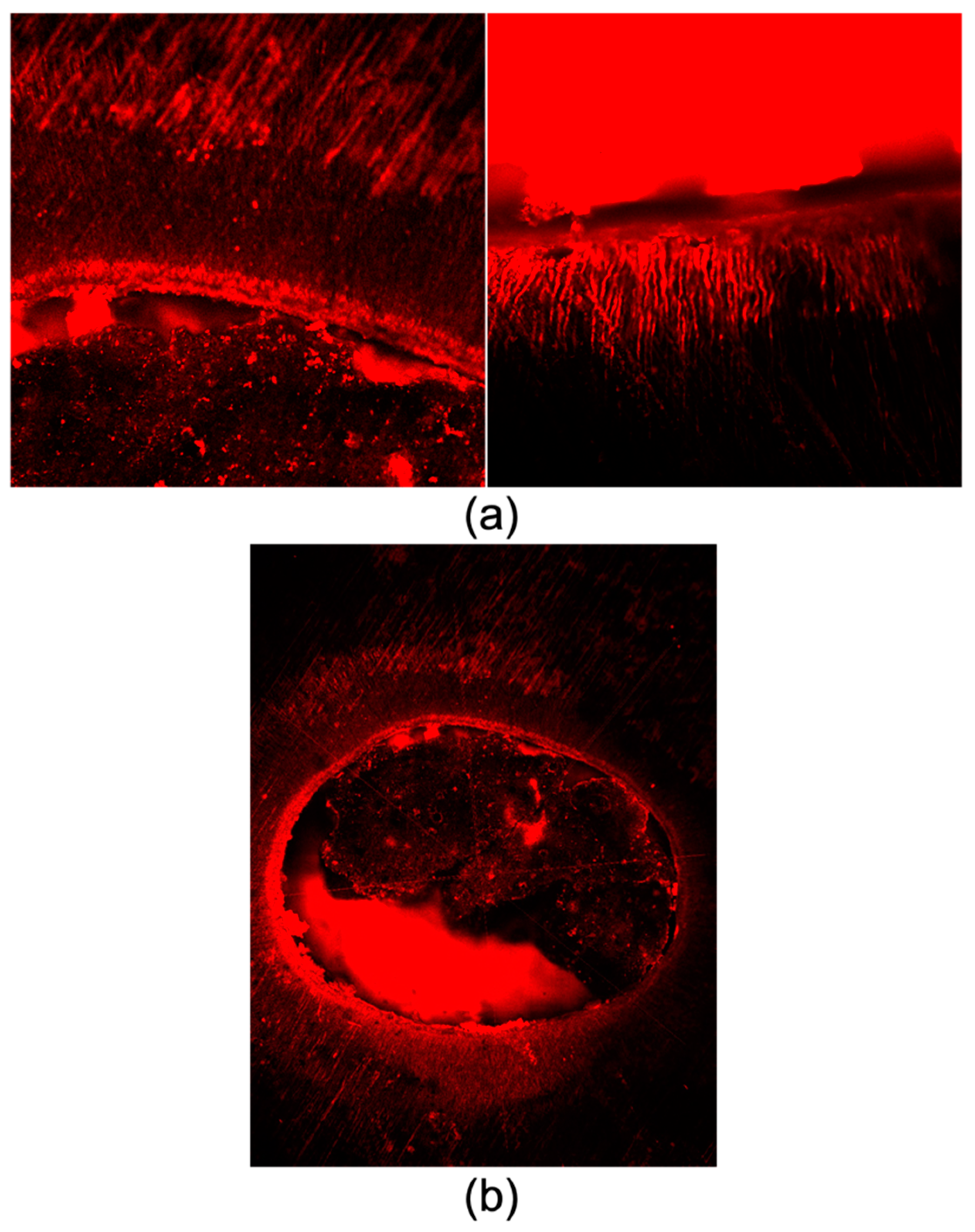 Bioengineering 10 00818 g004 Bioengineering 10 00818 g004