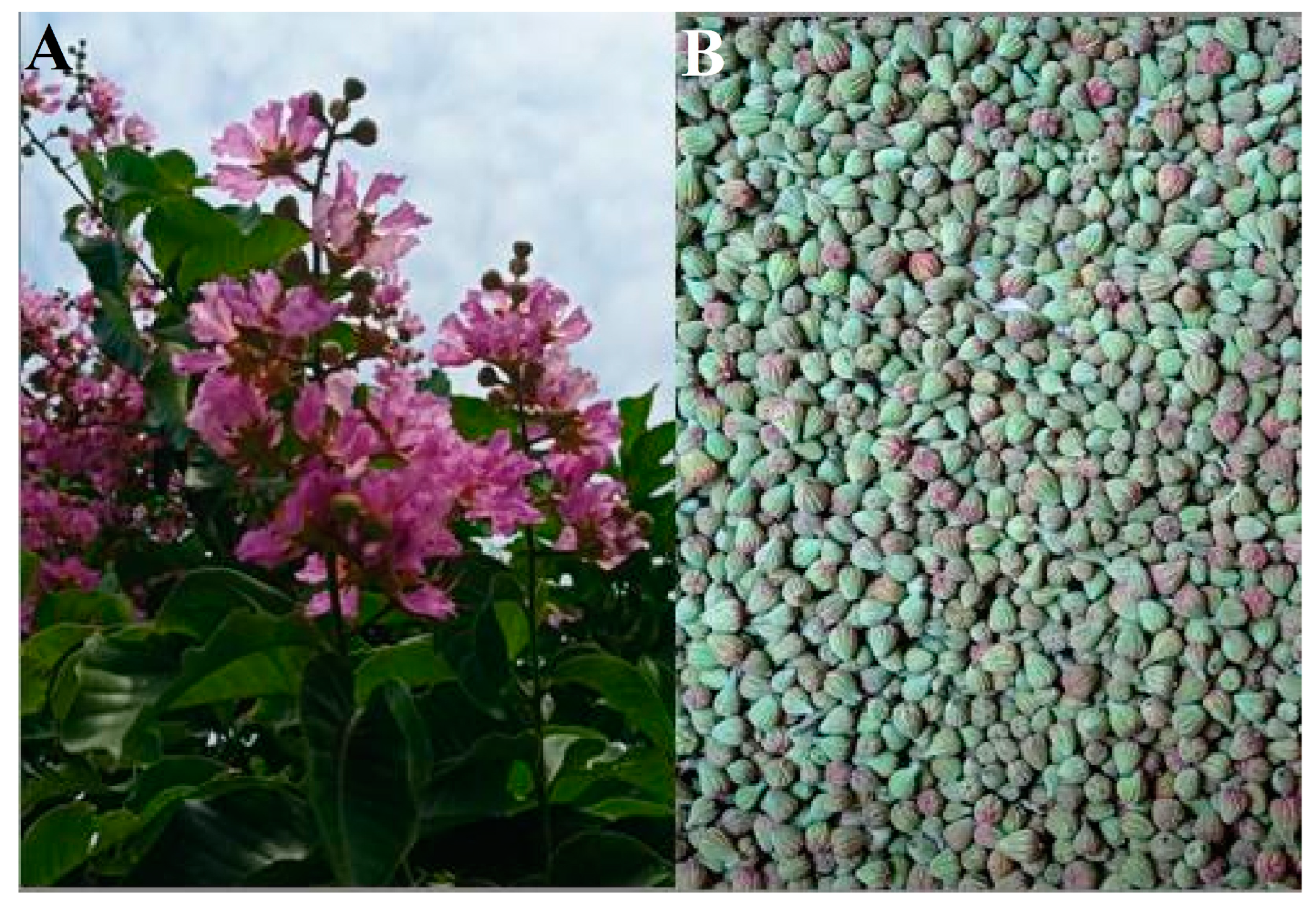 Bioengineering 10 00821 g001 Bioengineering 10 00821 g001