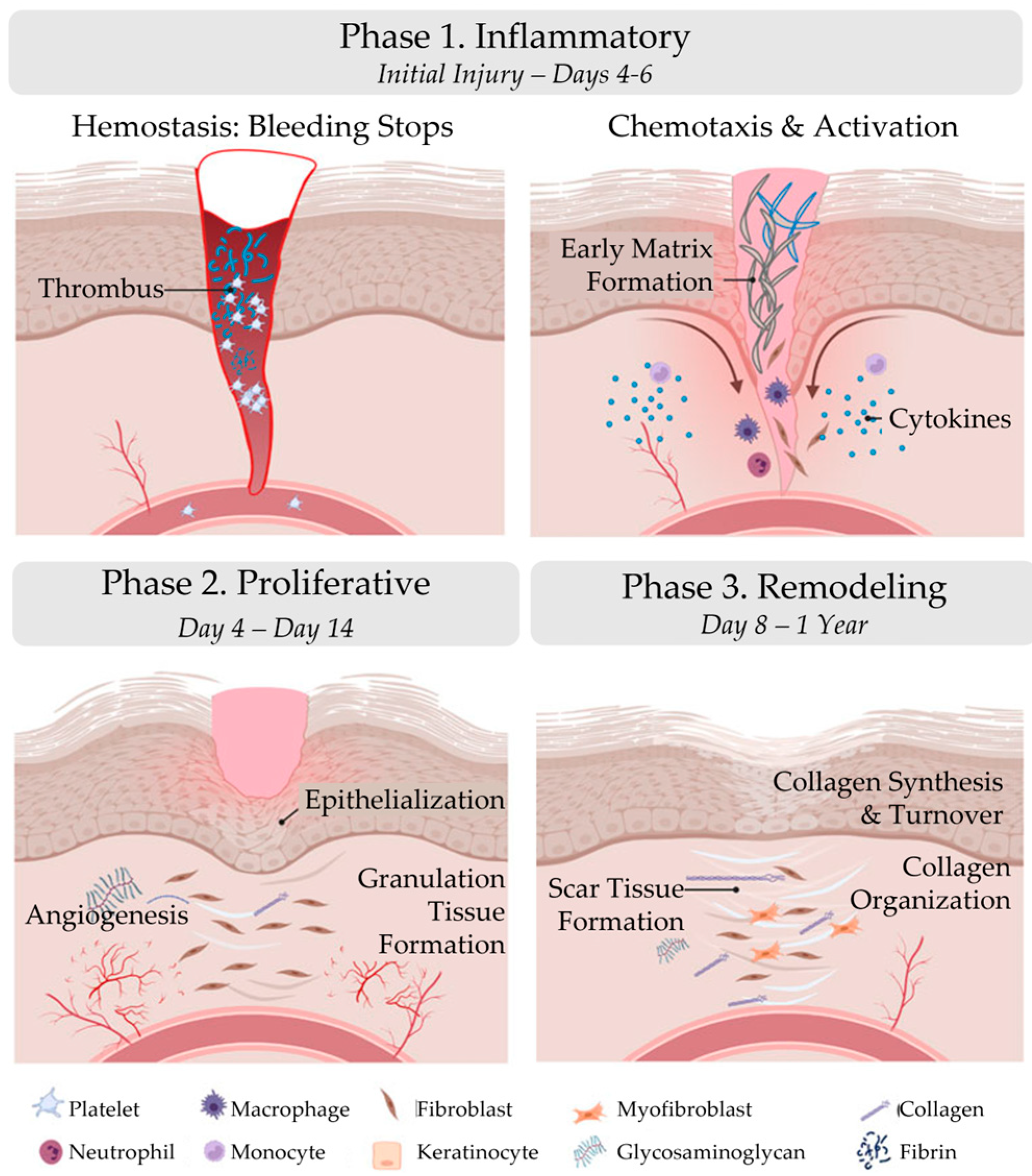 Bioengineering 10 00829 g001
