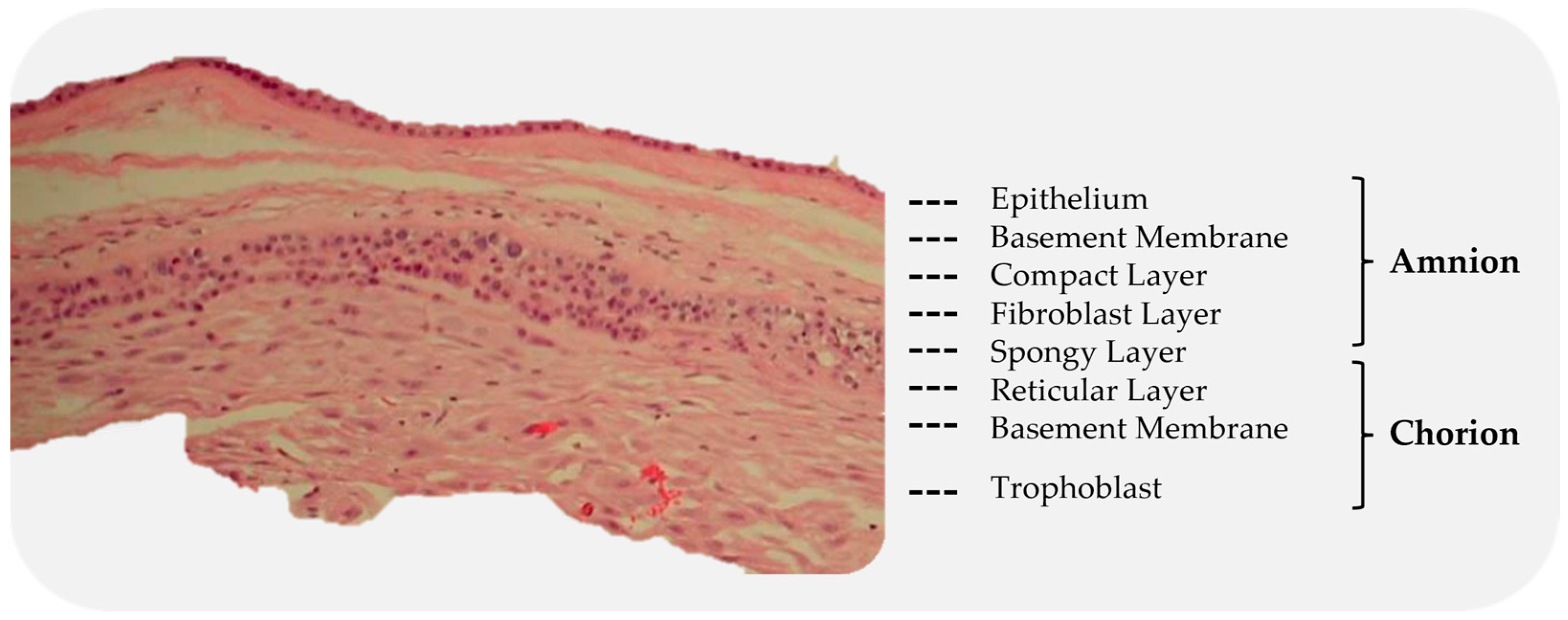 Bioengineering 10 00829 g004