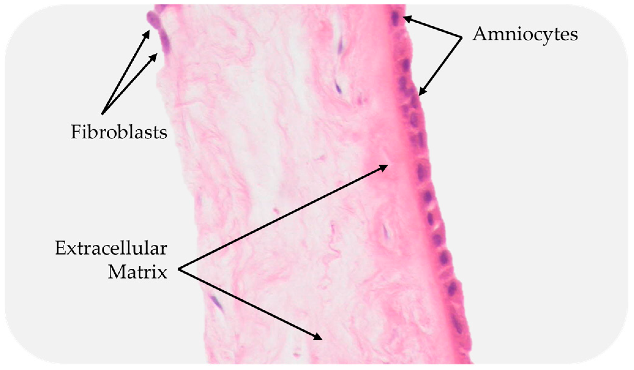 Bioengineering 10 00829 g005