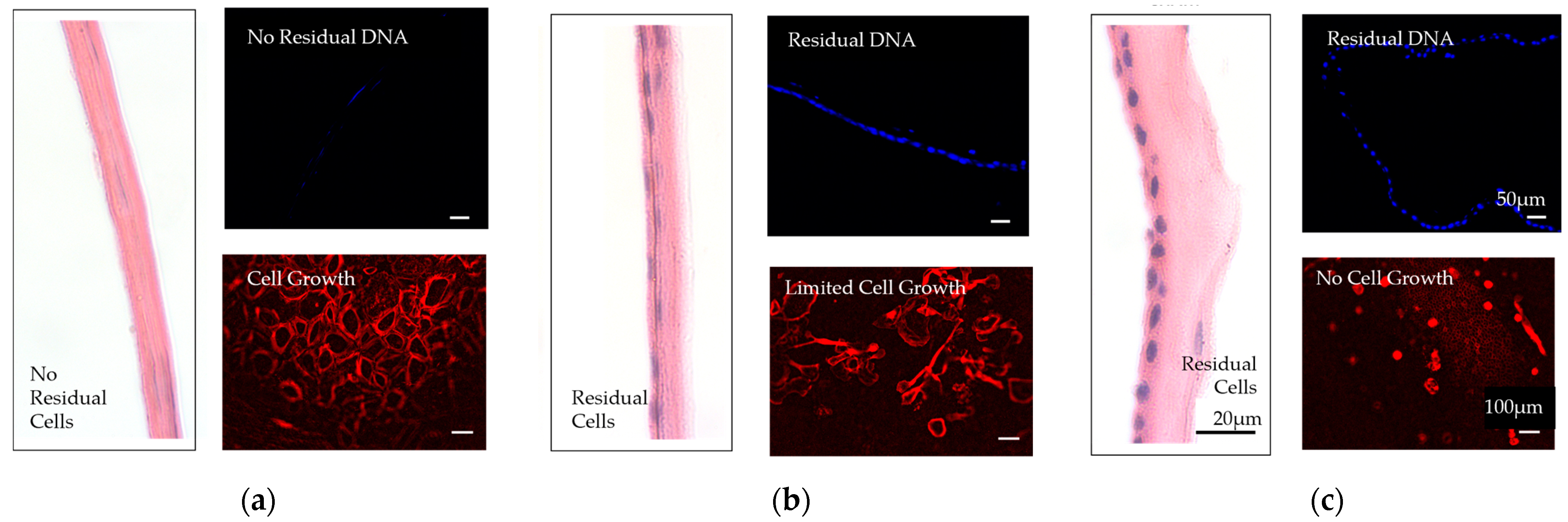Bioengineering 10 00829 g006