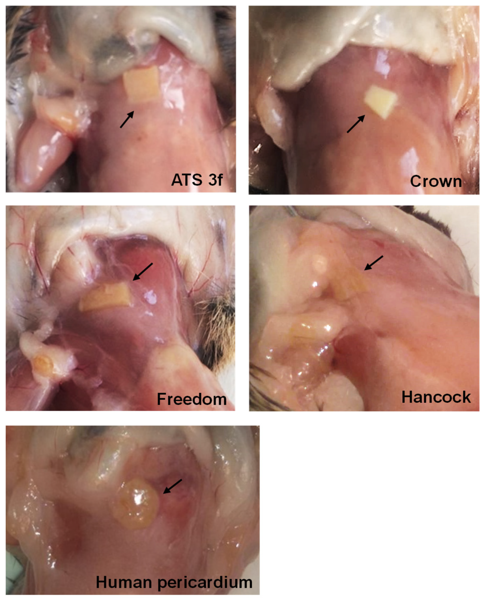 Bioengineering 10 00833 g001