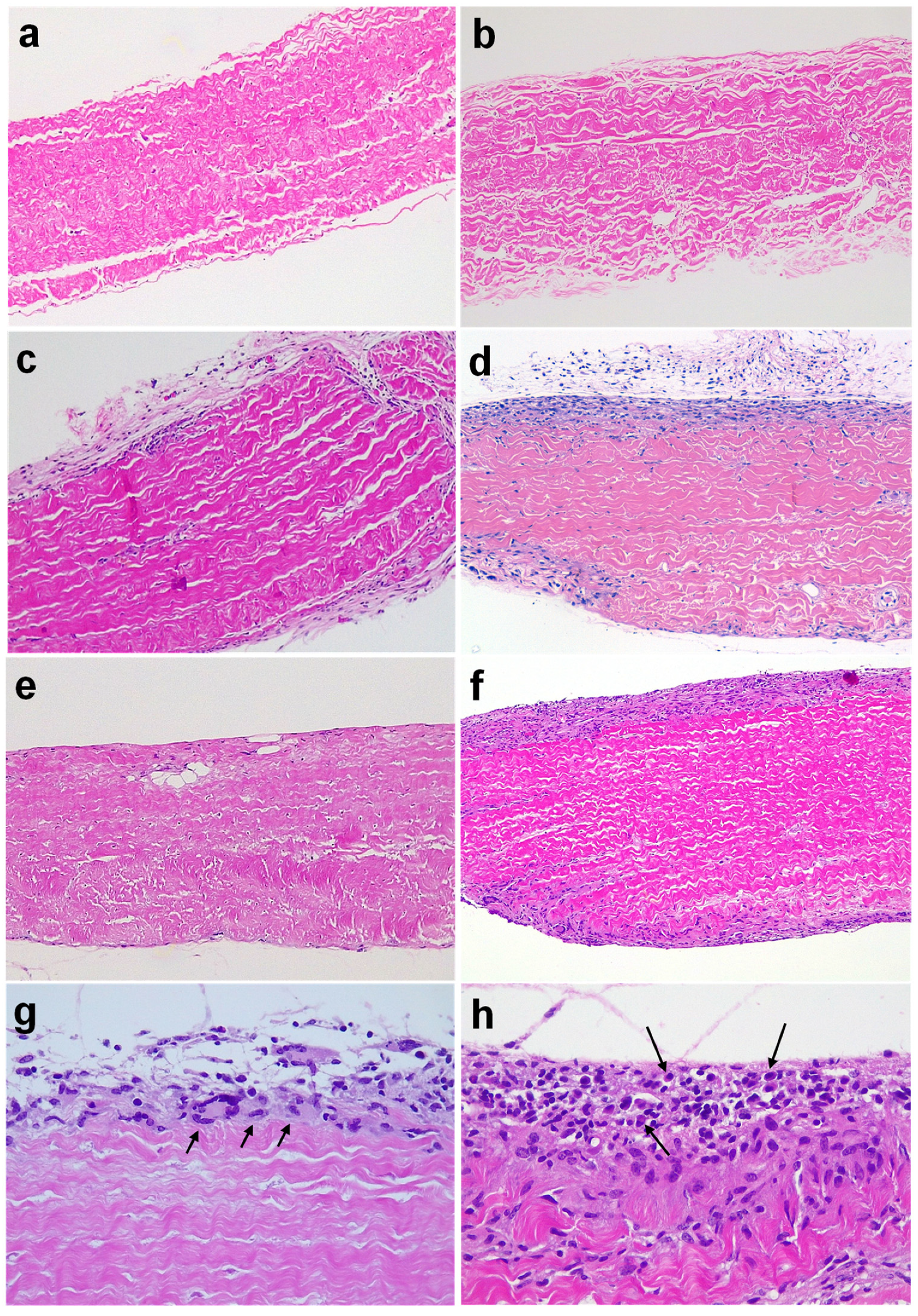 Bioengineering 10 00833 g002