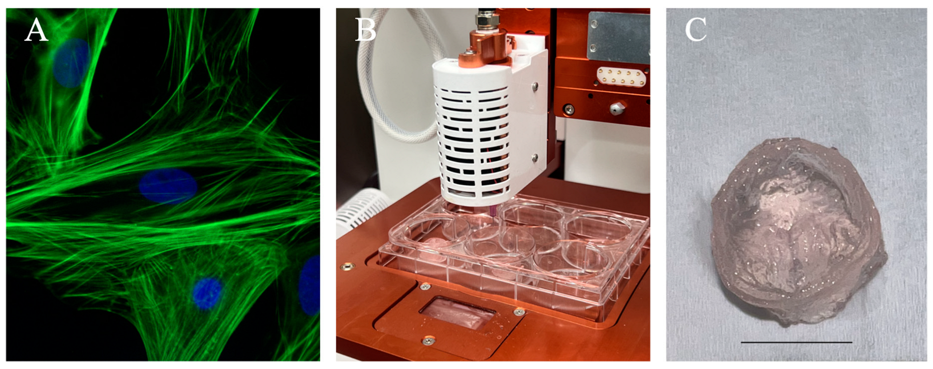Bioengineering 10 00842 g005