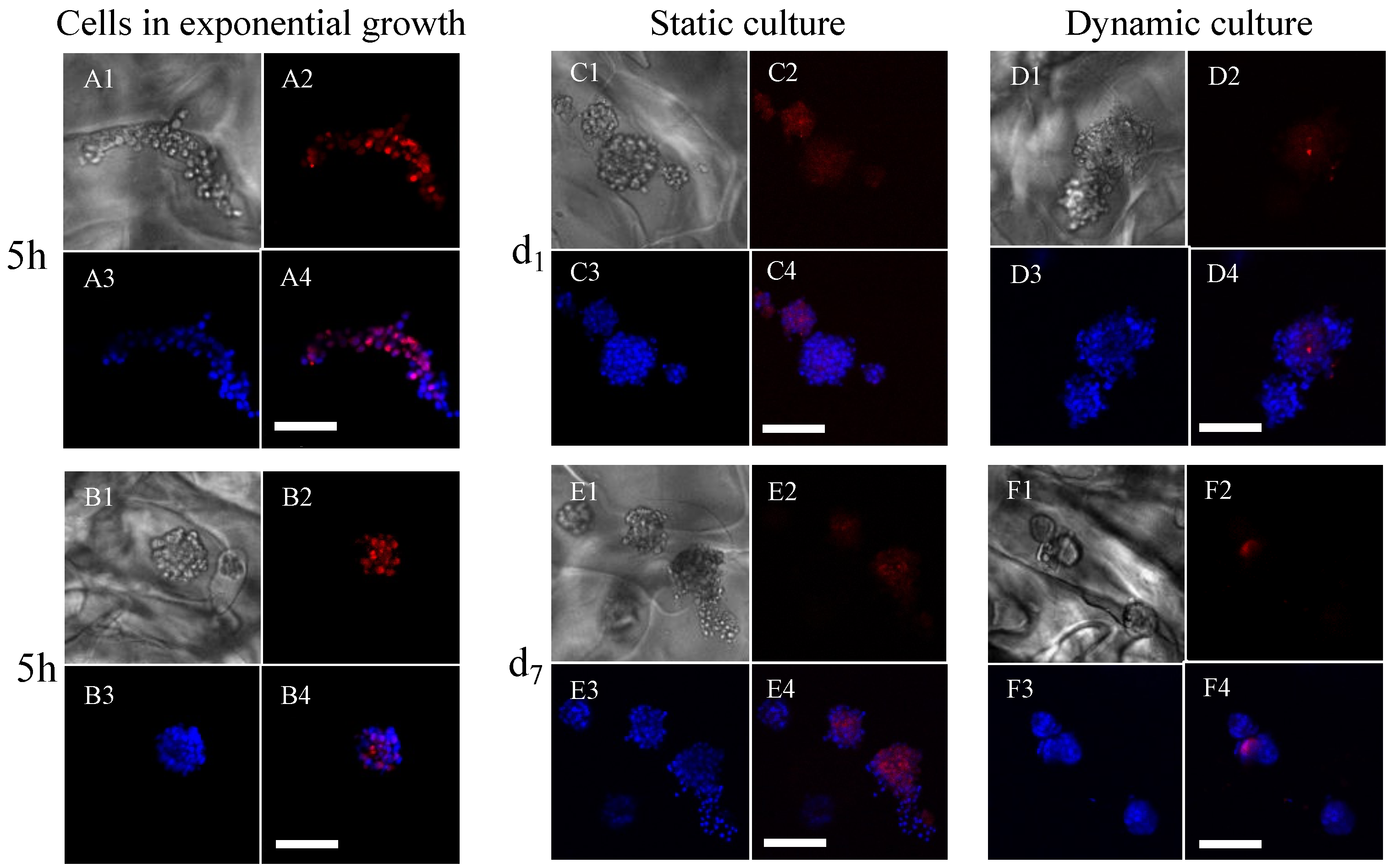 Bioengineering 10 00849 g005