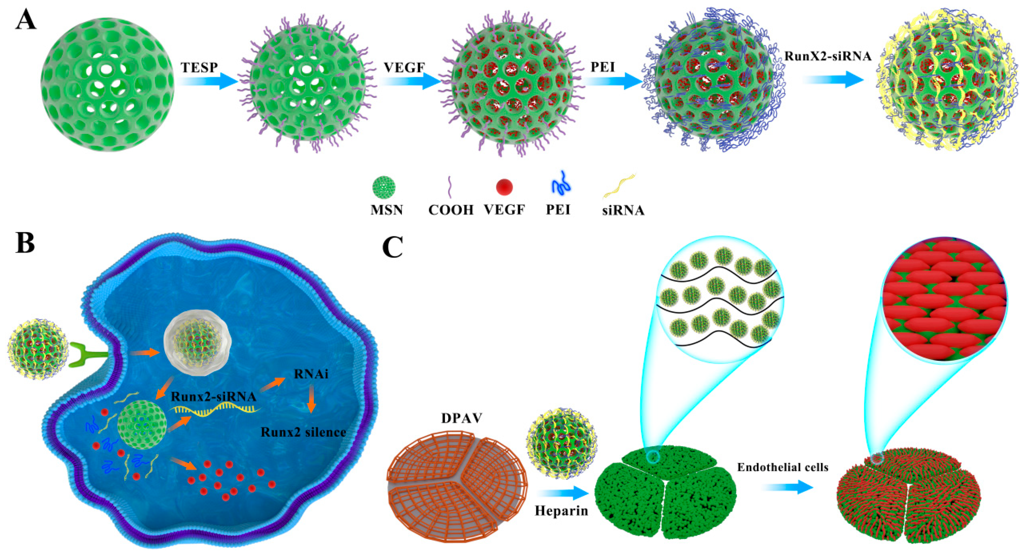 Bioengineering 10 00859 g001