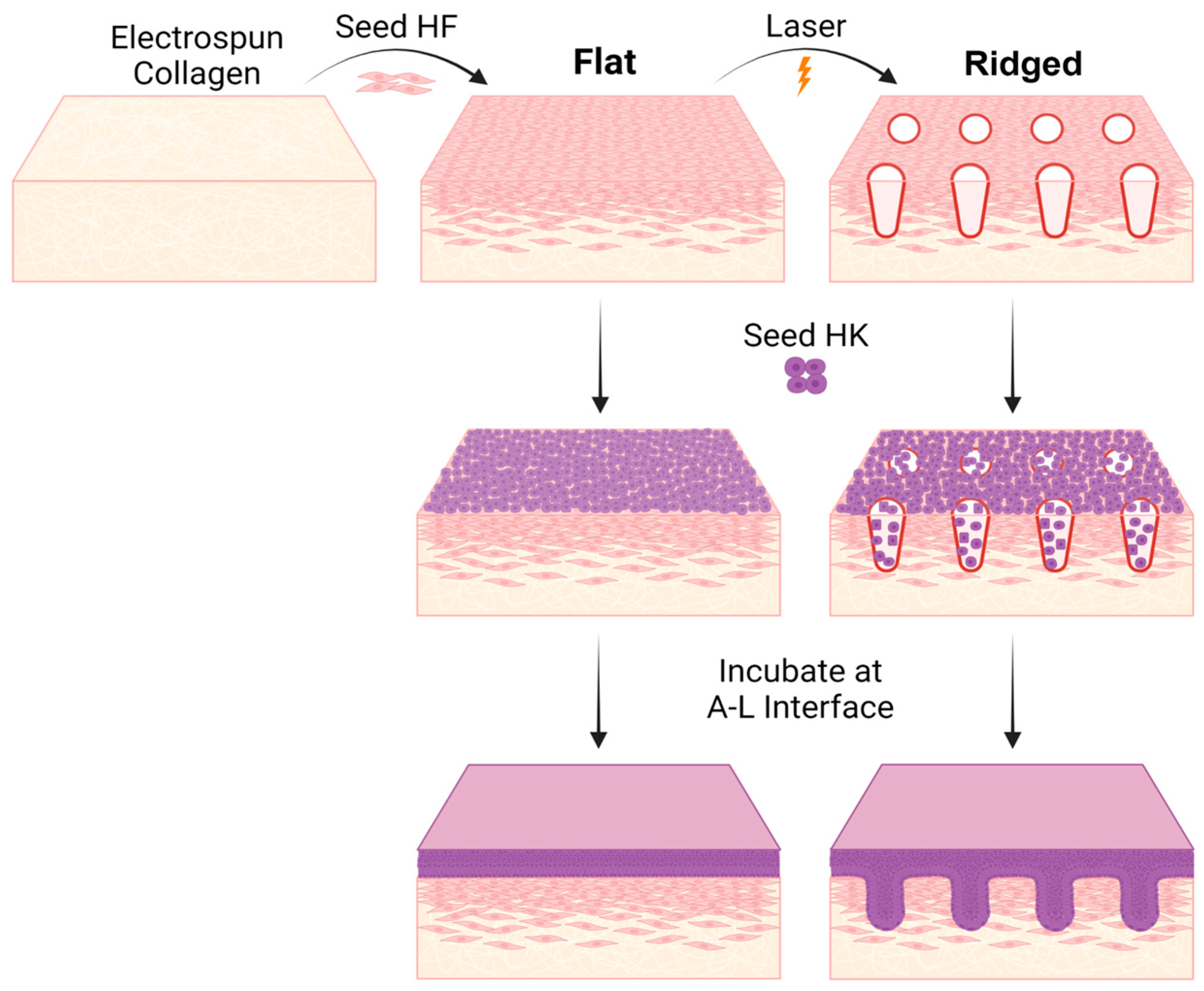 Bioengineering 10 00861 g001 Bioengineering 10 00861 g001