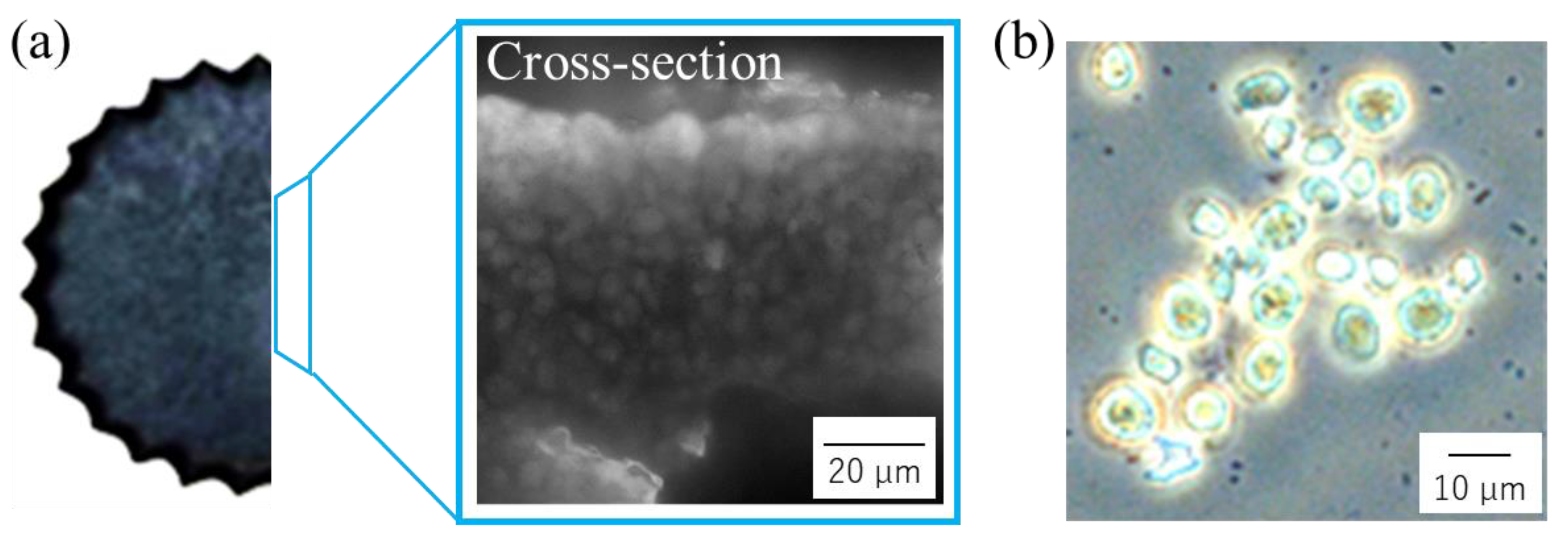 Bioengineering 10 00893 g004 Bioengineering 10 00893 g004