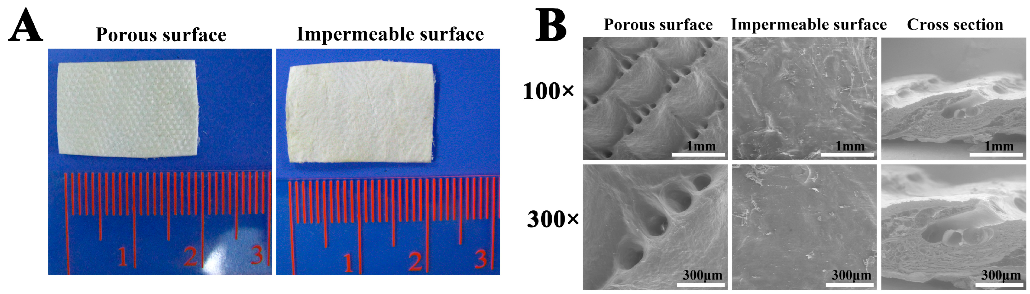 Bioengineering 10 00916 g001