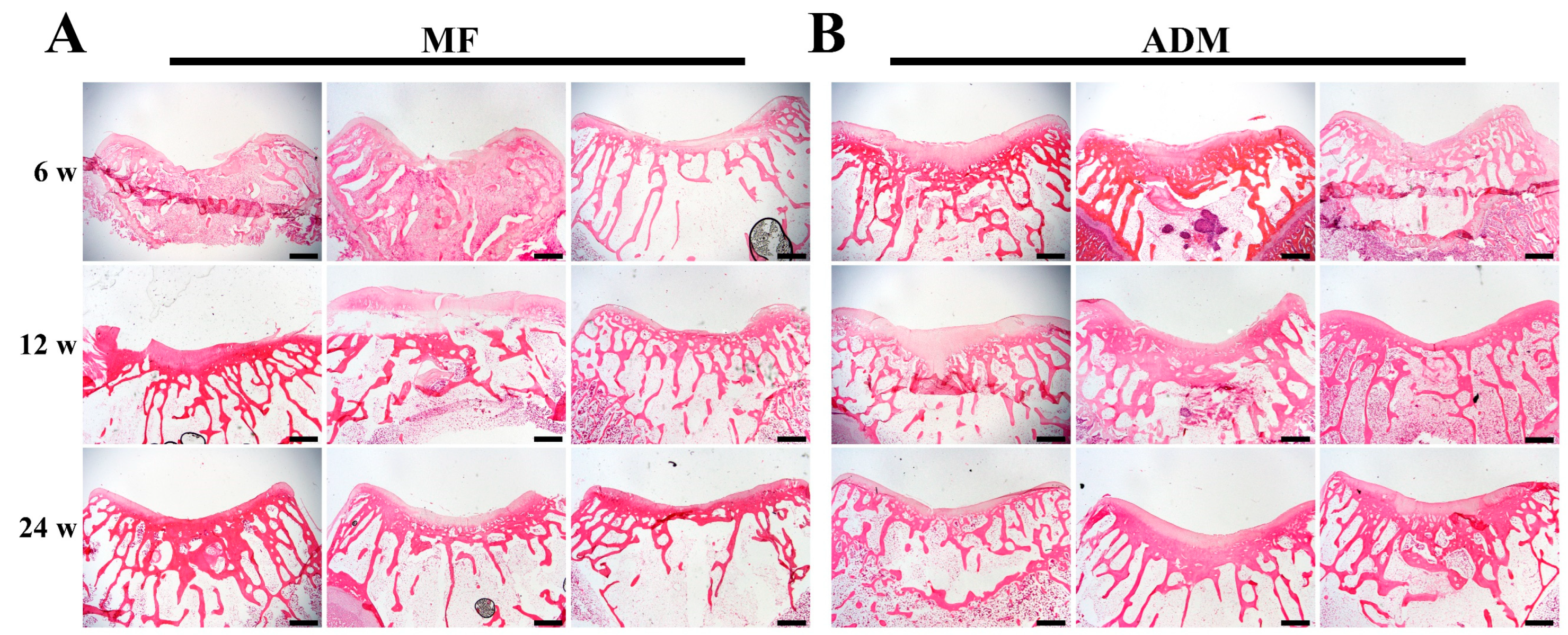 Bioengineering 10 00916 g006