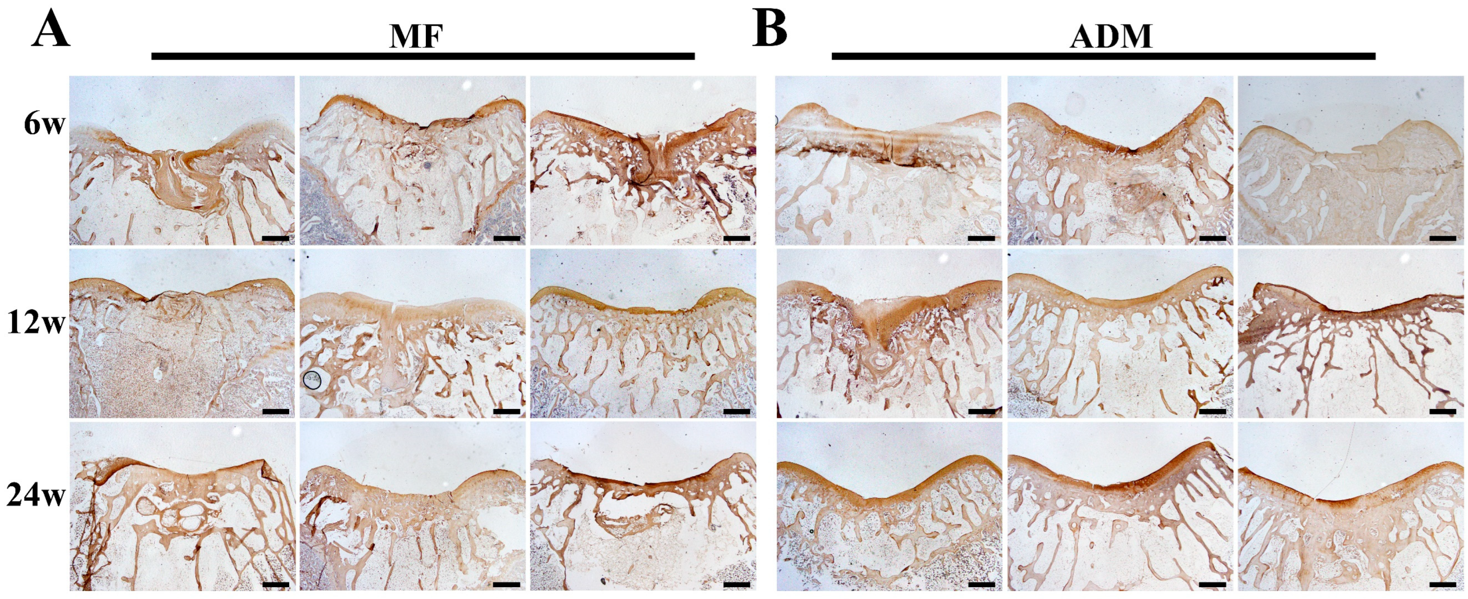 Bioengineering 10 00916 g008
