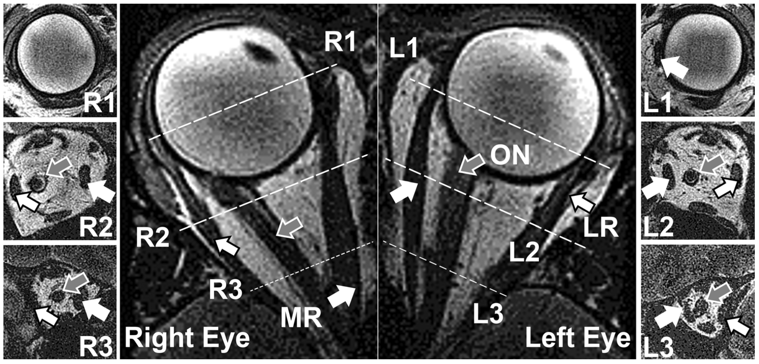 Bioengineering 10 00931 g001