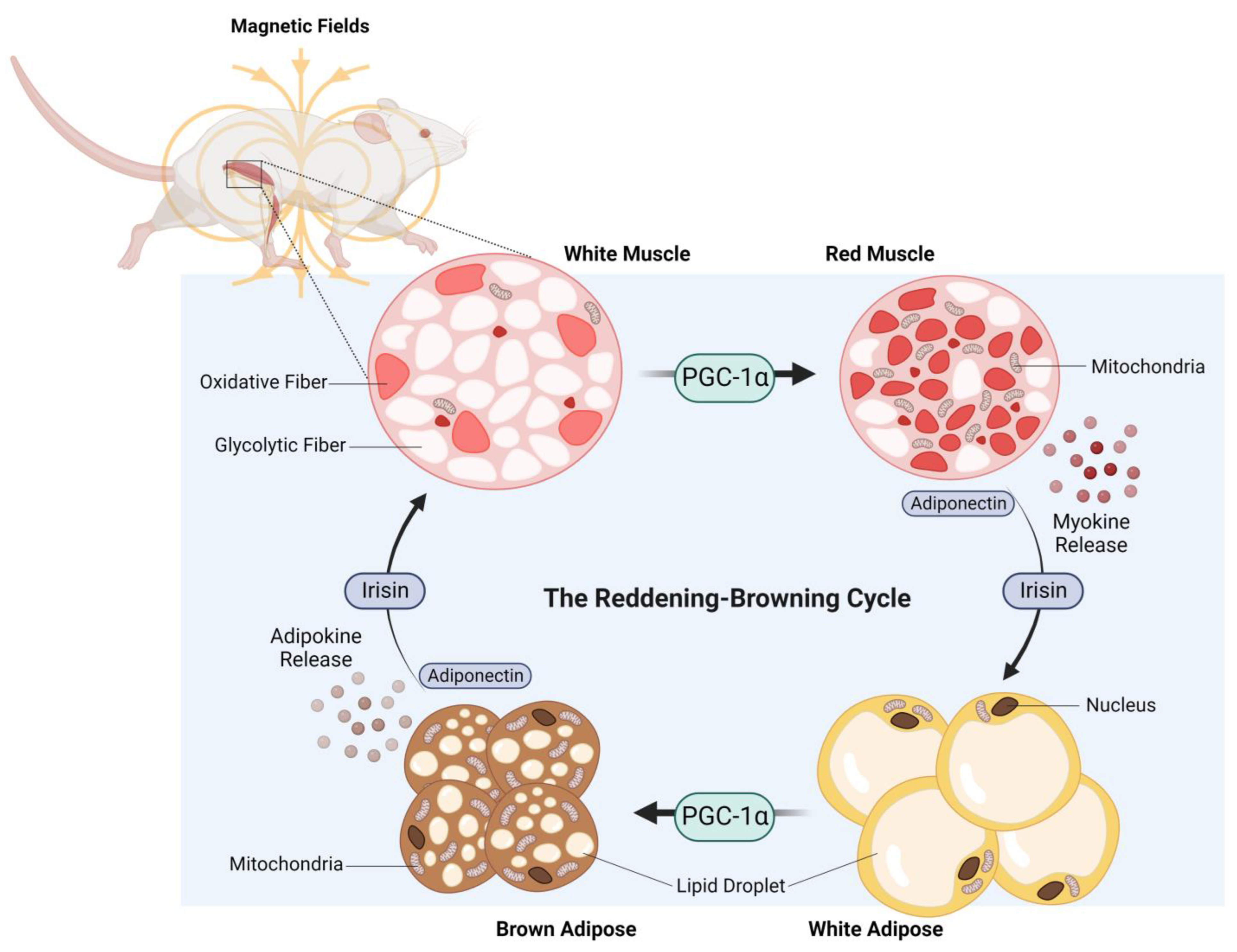 Bioengineering 10 00956 g004