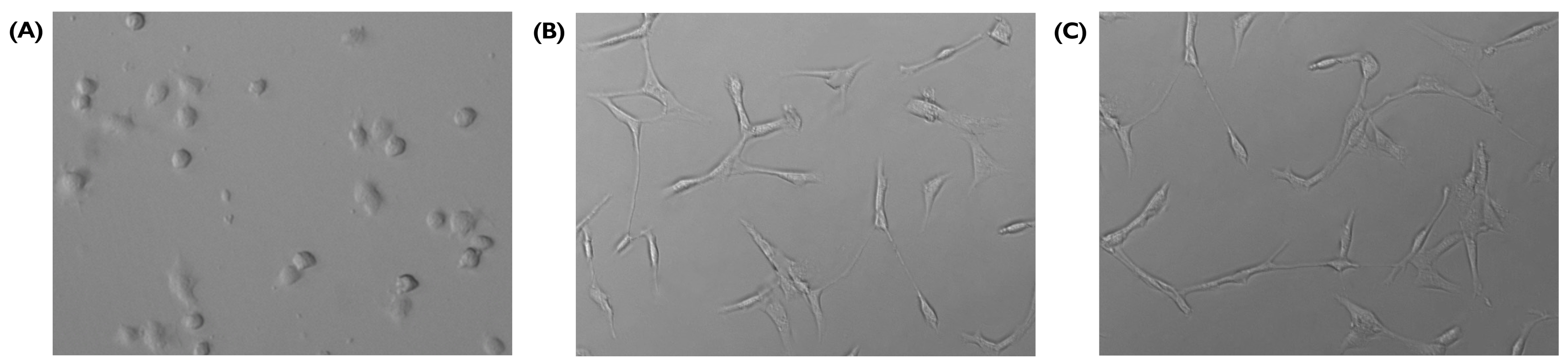 Bioengineering 10 00964 g010 Bioengineering 10 00964 g010