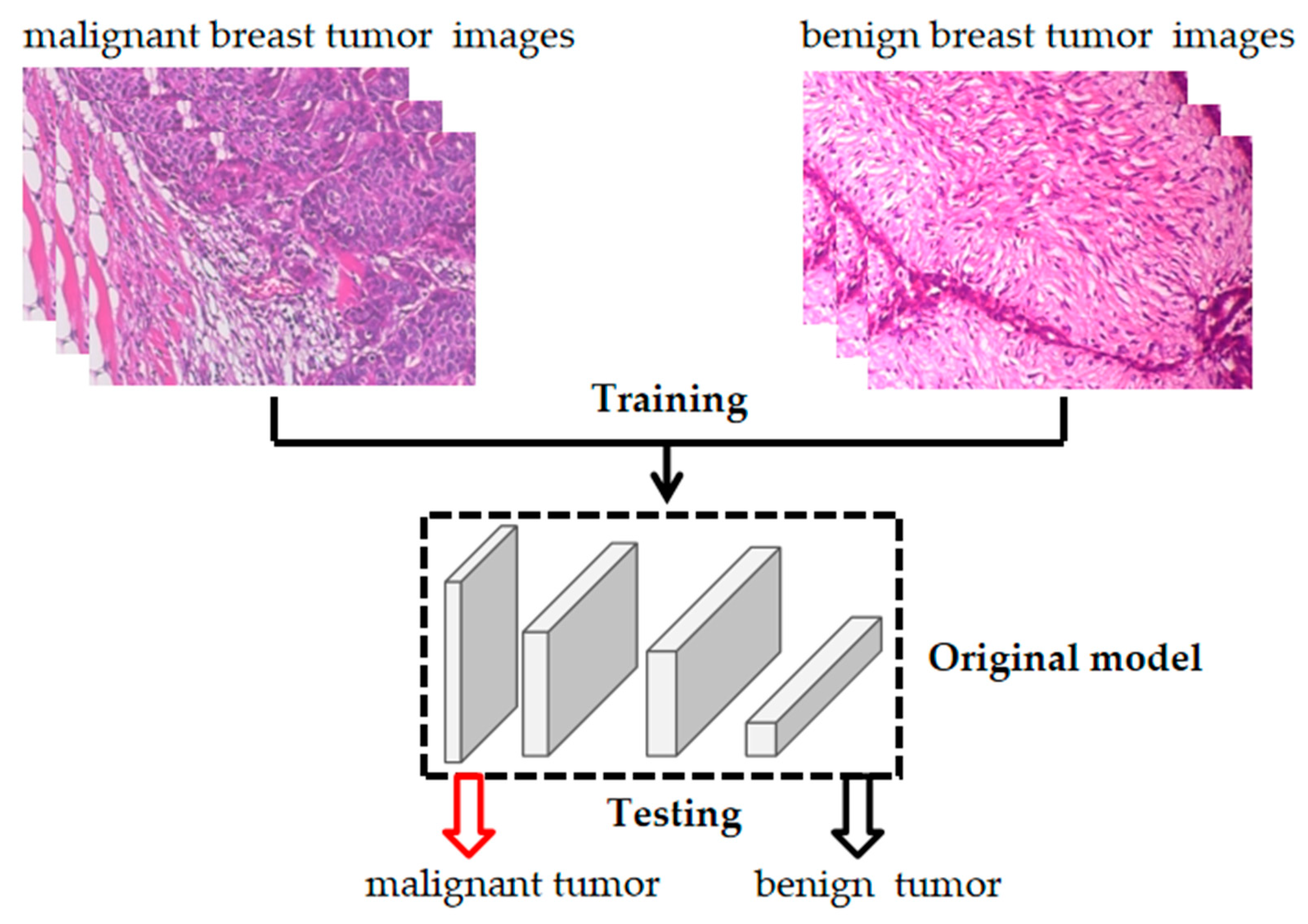 Bioengineering 10 00973 g002