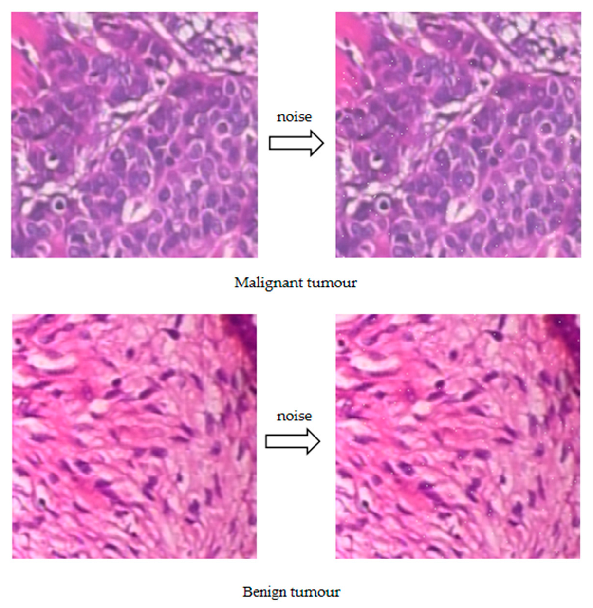 Bioengineering 10 00973 g004