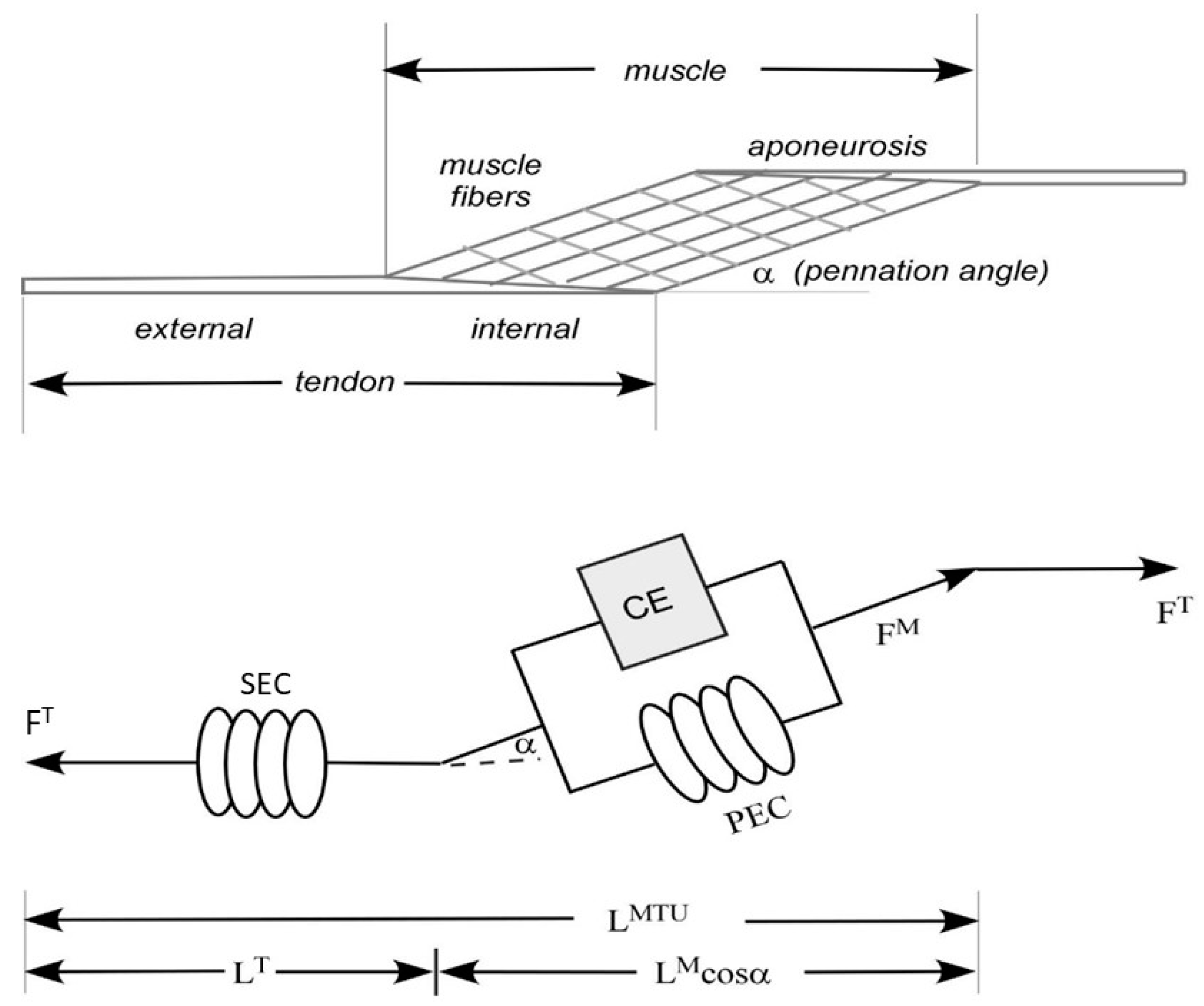 Bioengineering 10 00980 g002 Bioengineering 10 00980 g002