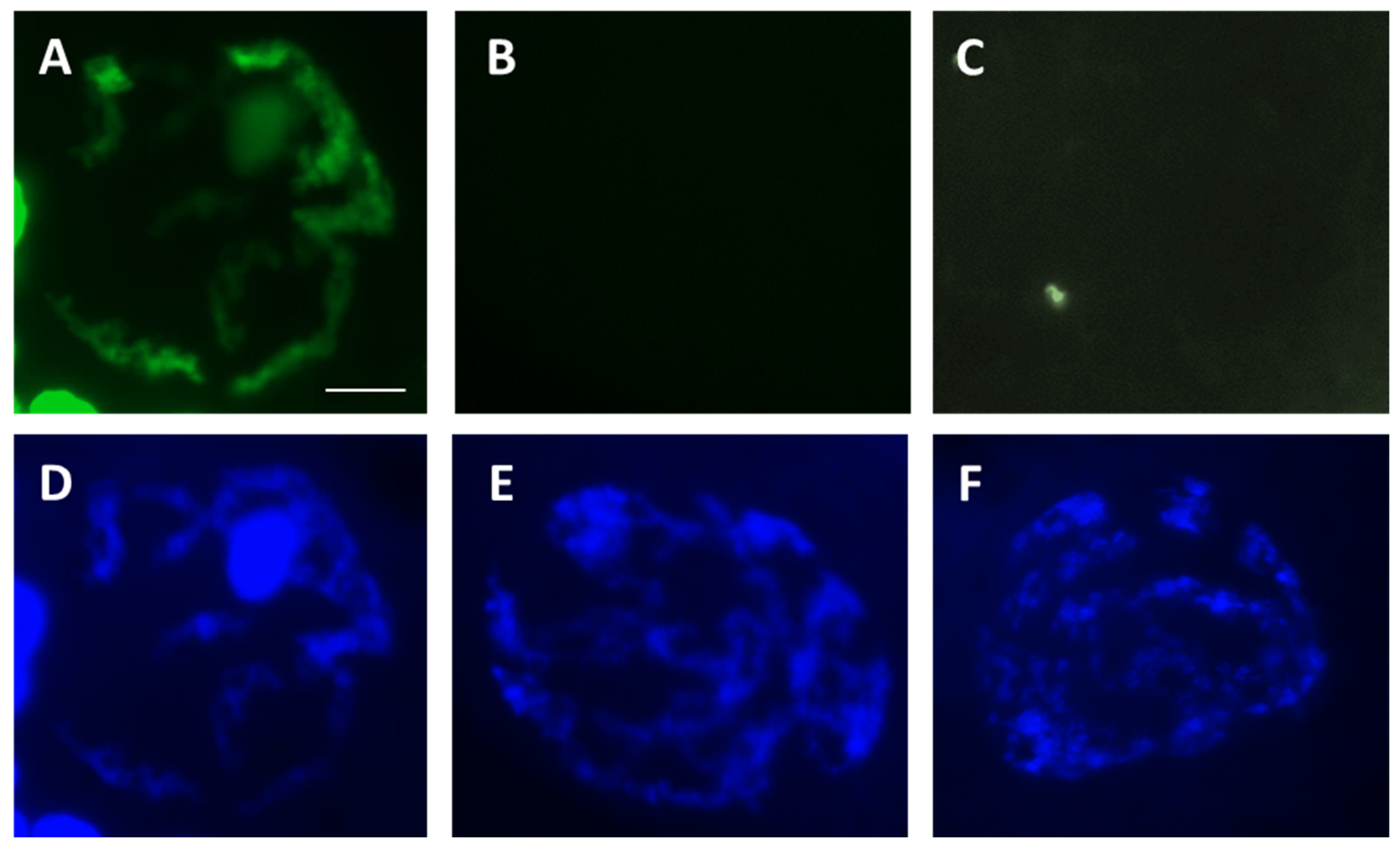Bioengineering 10 01000 g001 Bioengineering 10 01000 g001