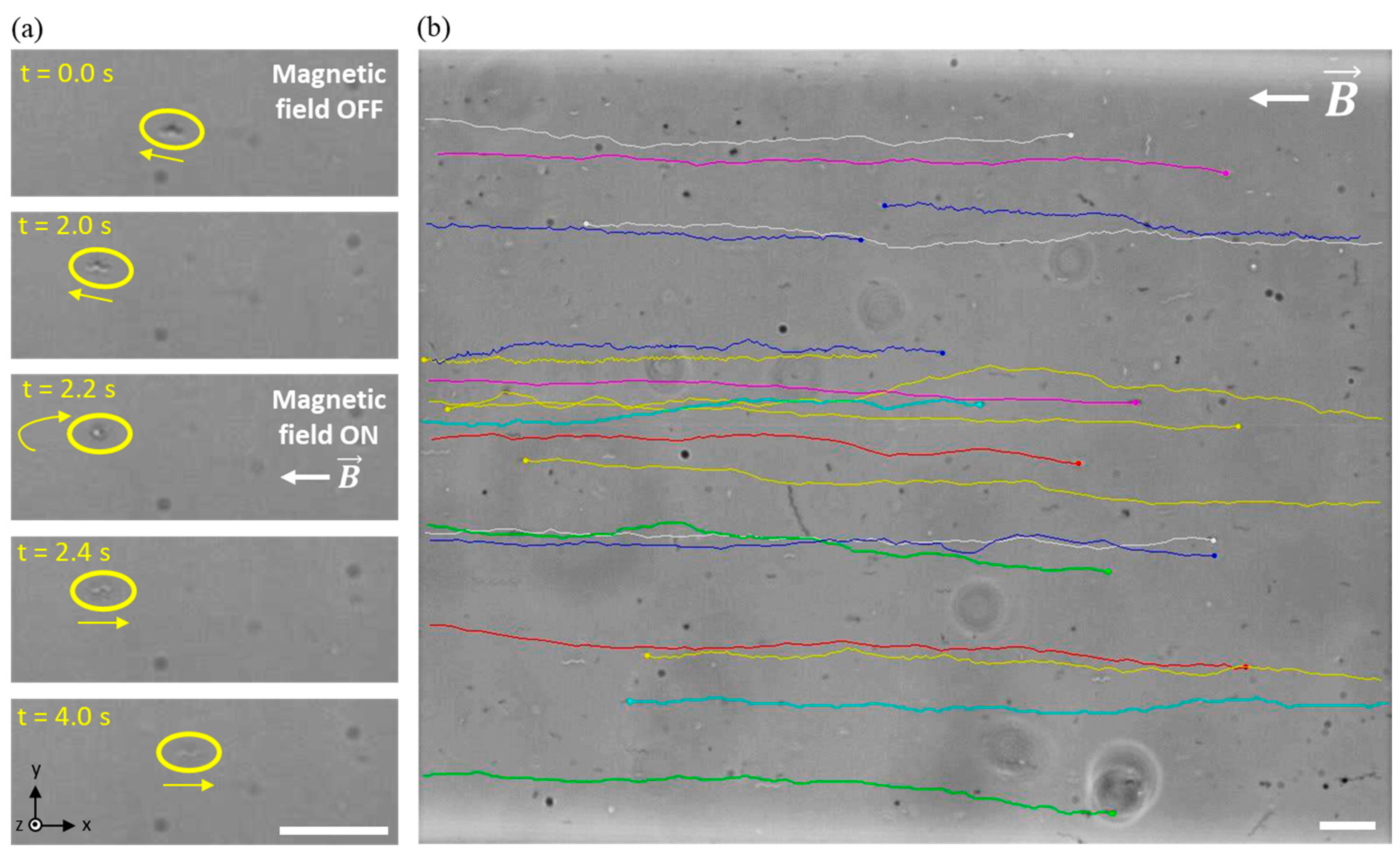 Bioengineering 10 01034 g006