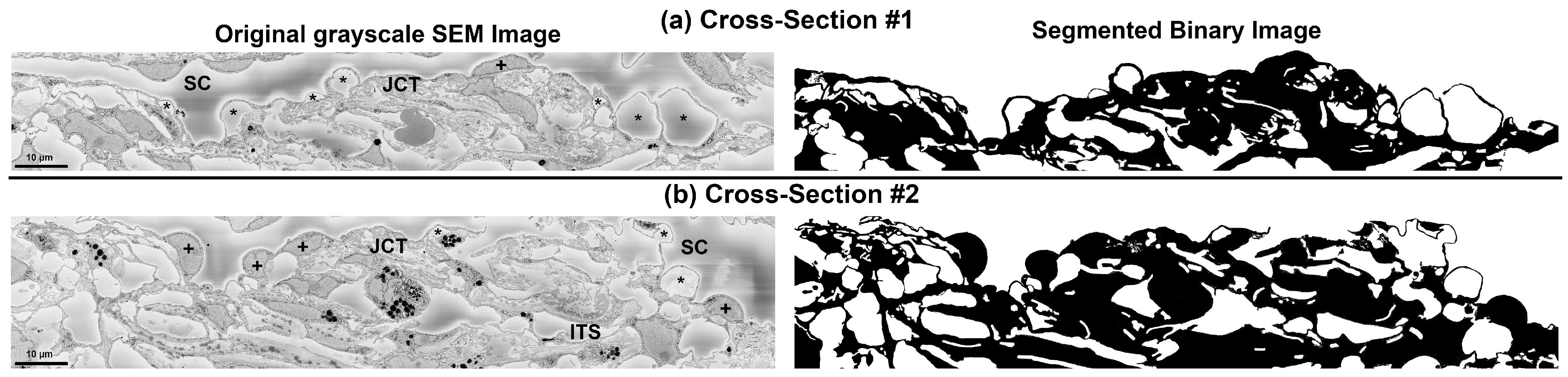 Bioengineering 10 01038 g002