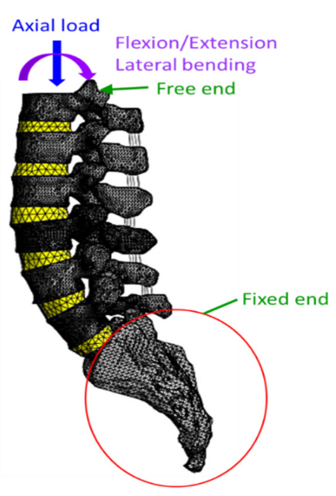 Bioengineering 10 01042 g002