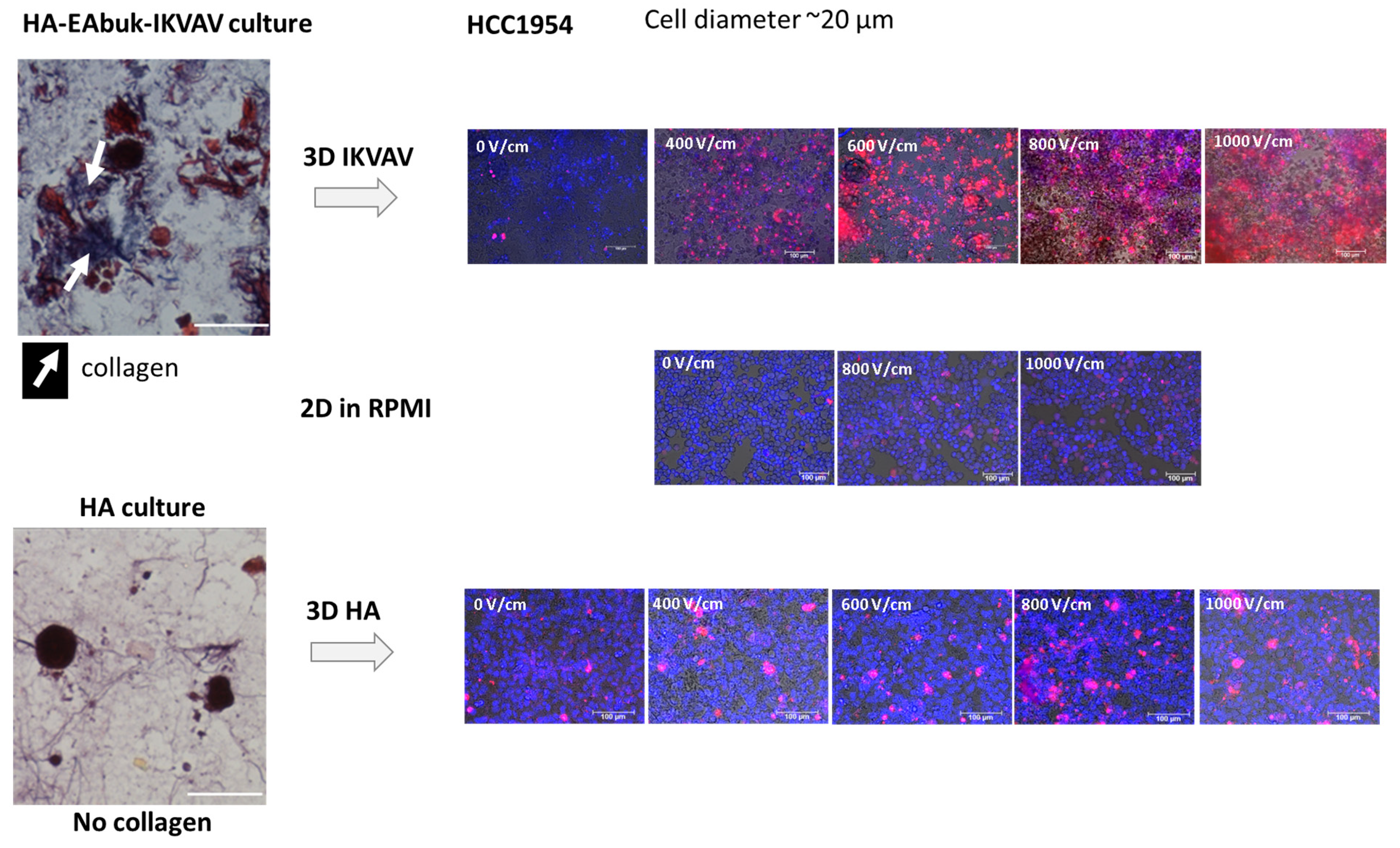 Bioengineering 10 01062 g005