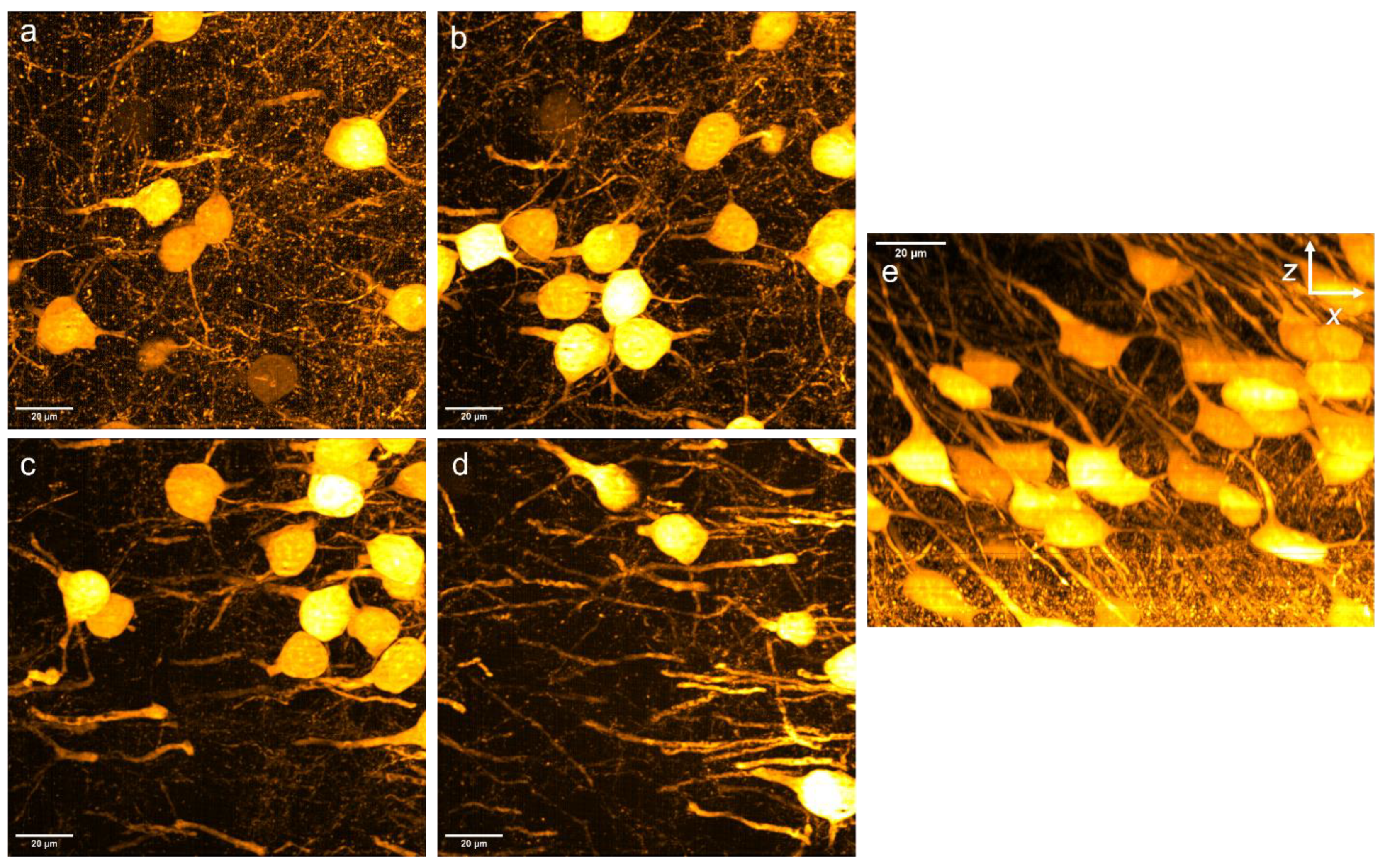 Bioengineering 10 01081 g006