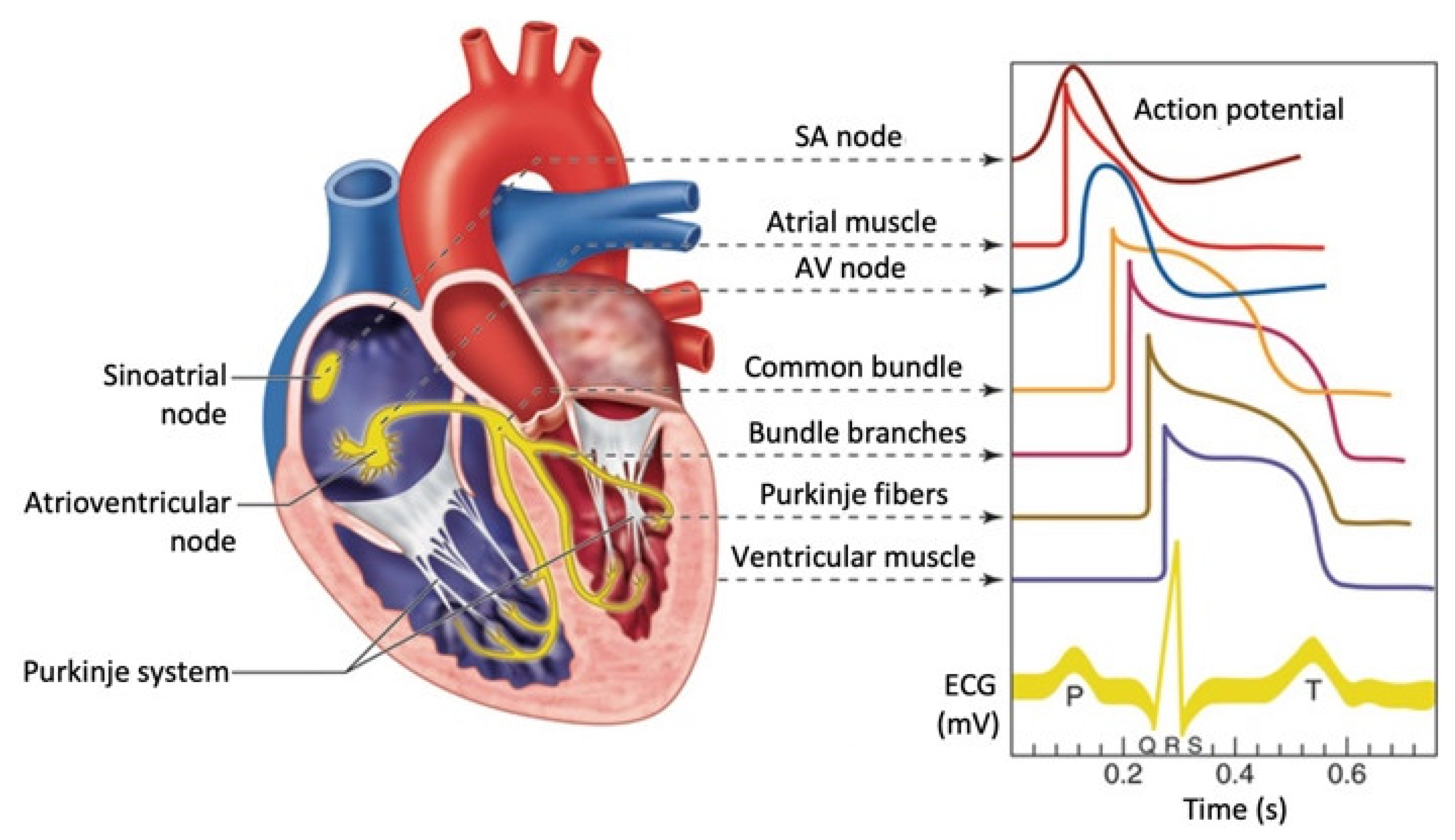 Bioengineering 10 01085 g003
