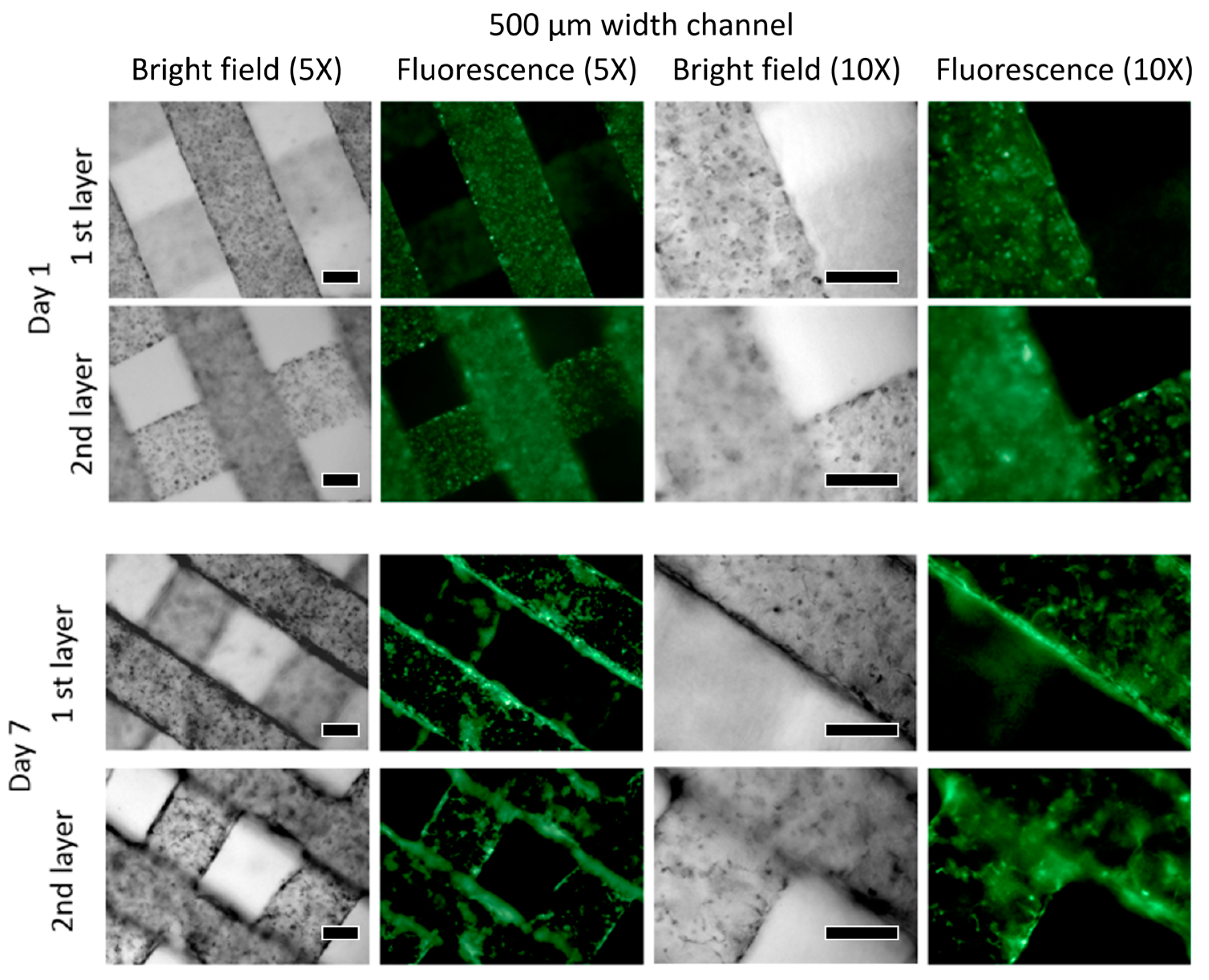 Bioengineering 10 01092 g006