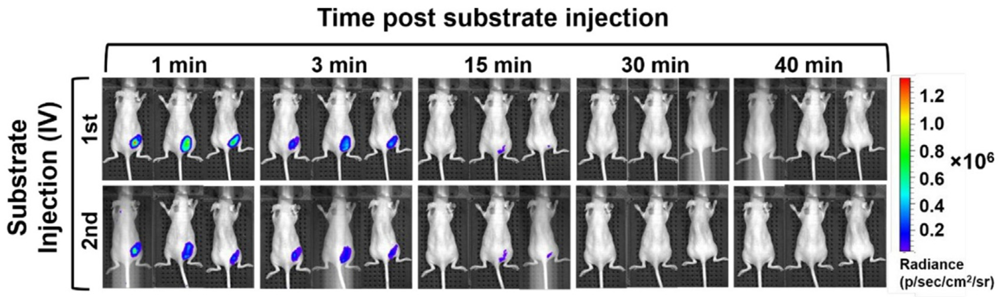 Bioengineering 10 01099 g008