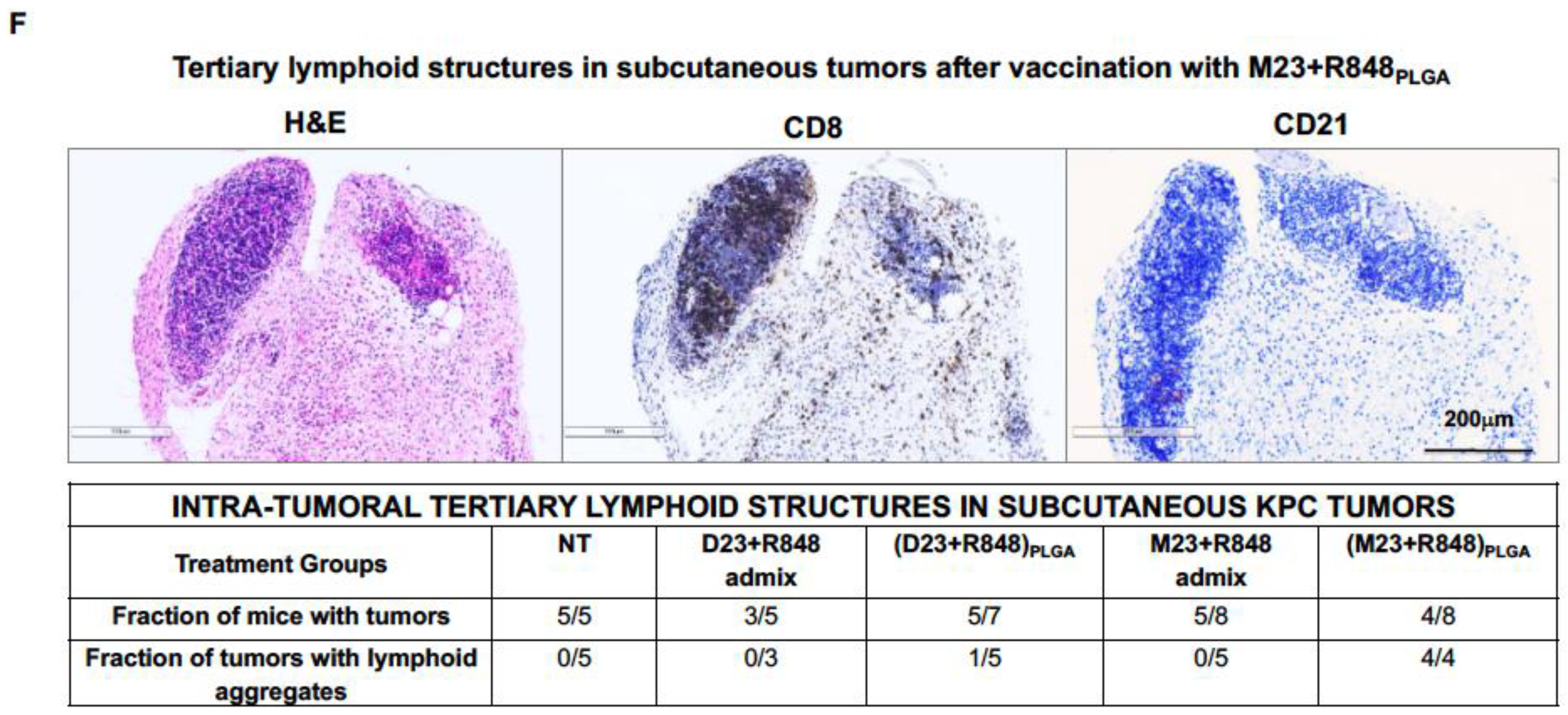 Bioengineering 10 01205 g006b