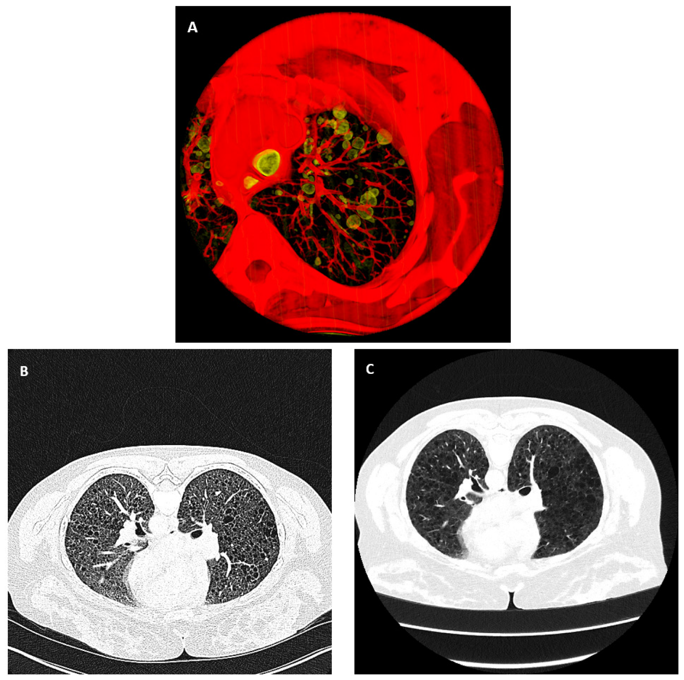Bioengineering 10 01255 g001
