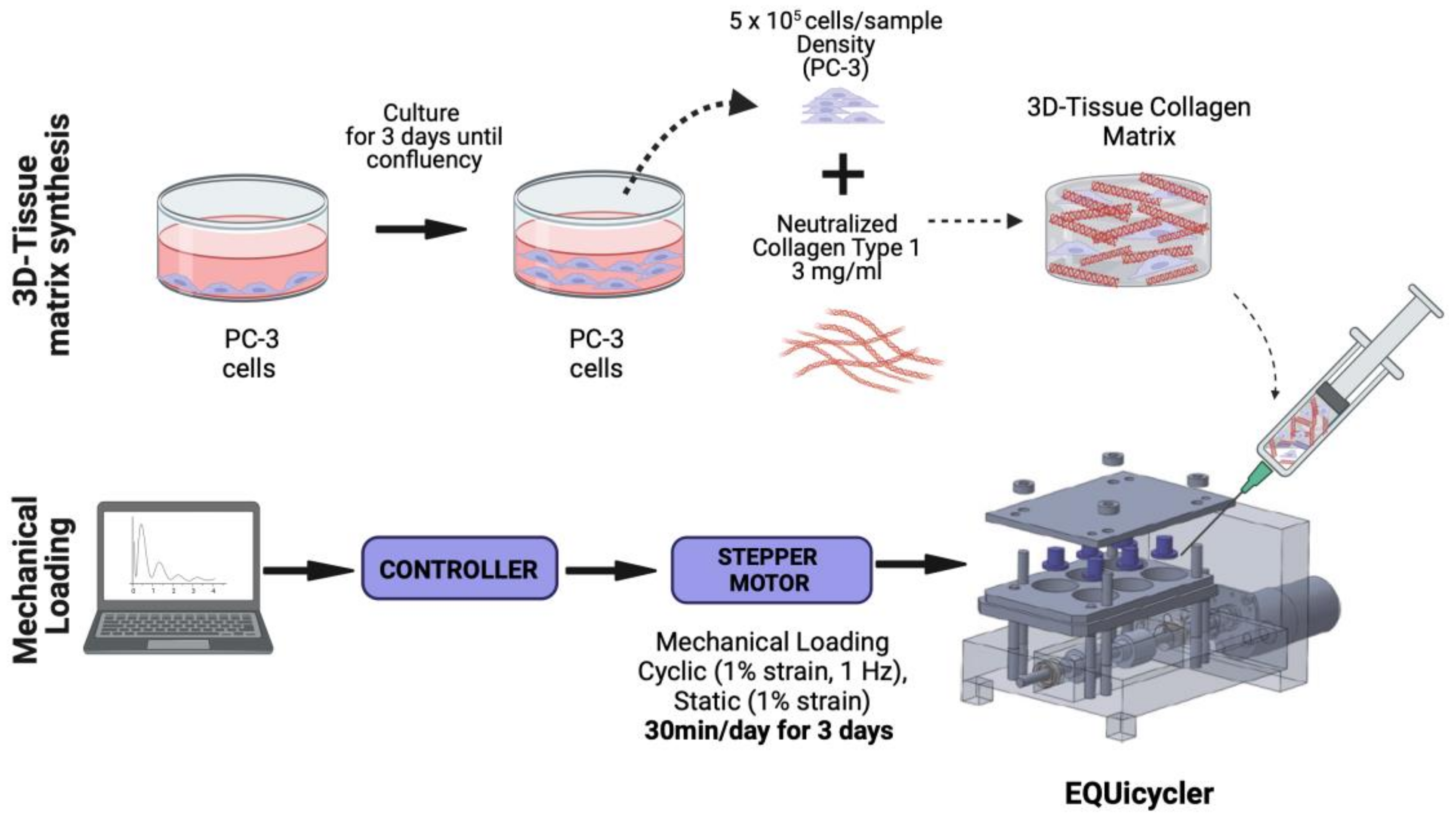 Bioengineering 10 01271 g001