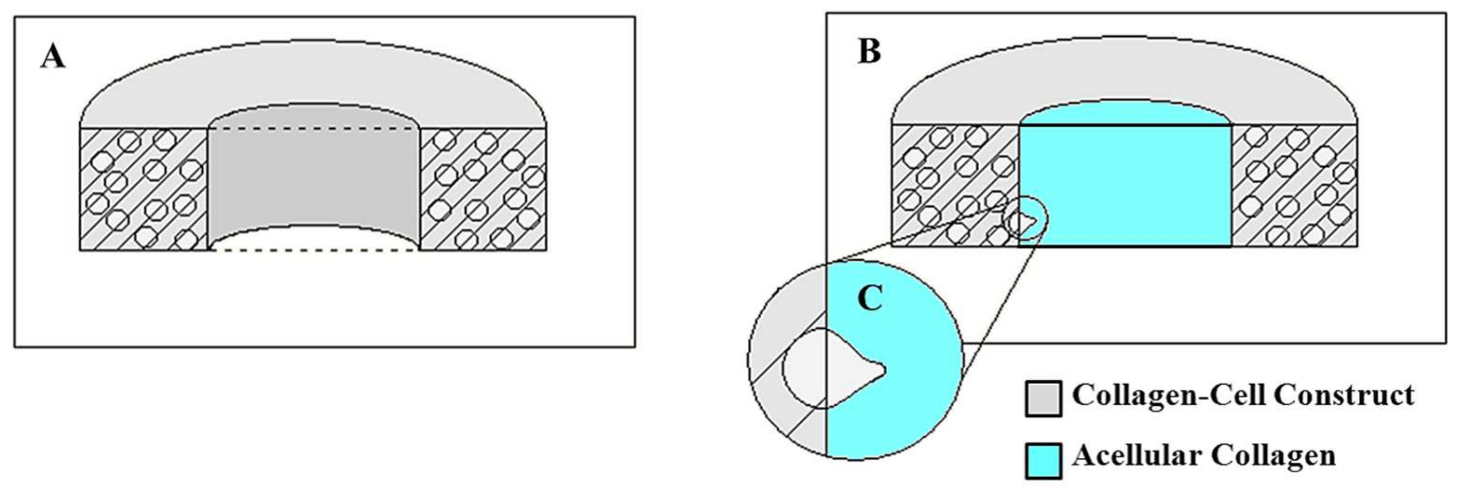 Bioengineering 10 01271 g003