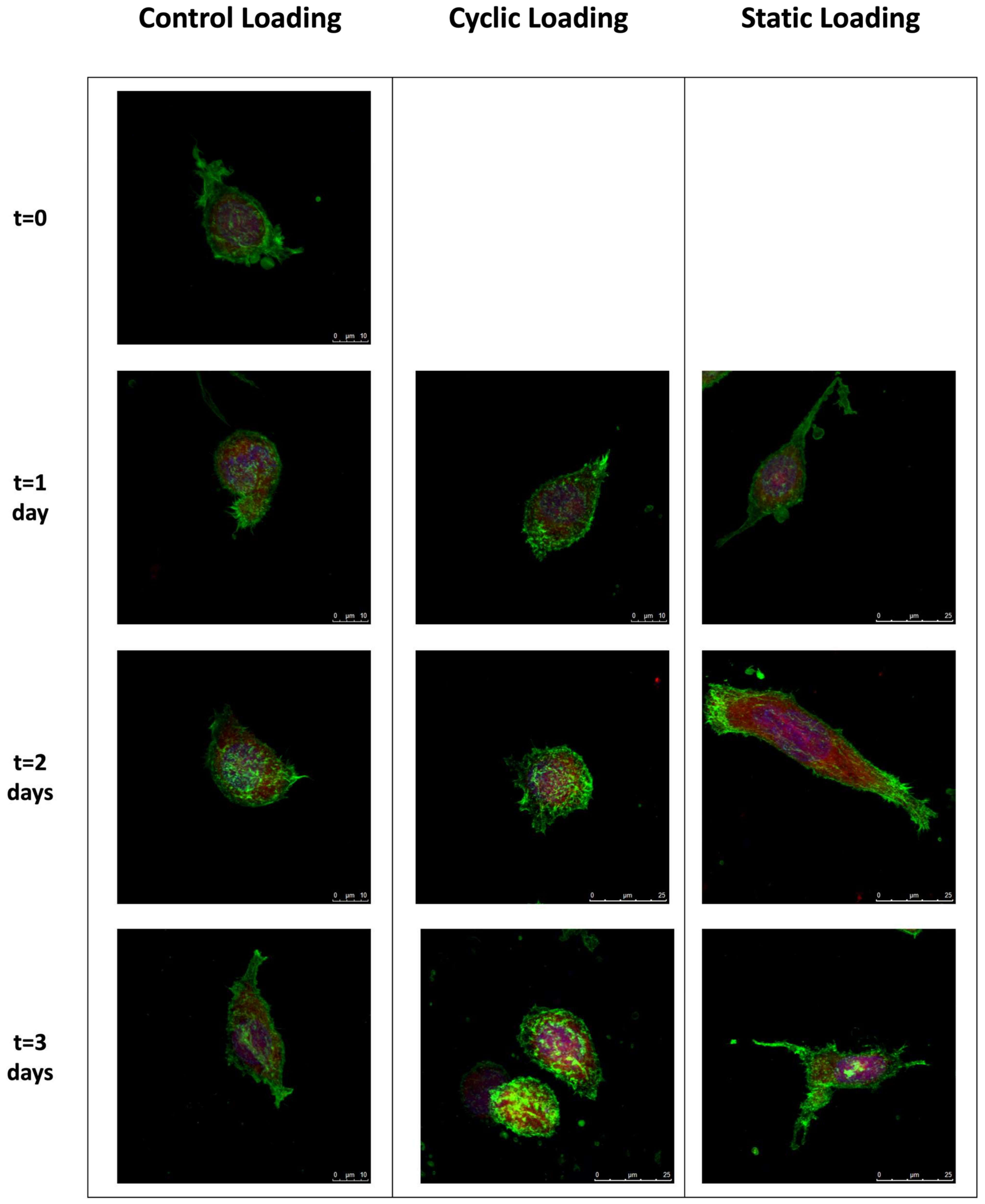 Bioengineering 10 01271 g004